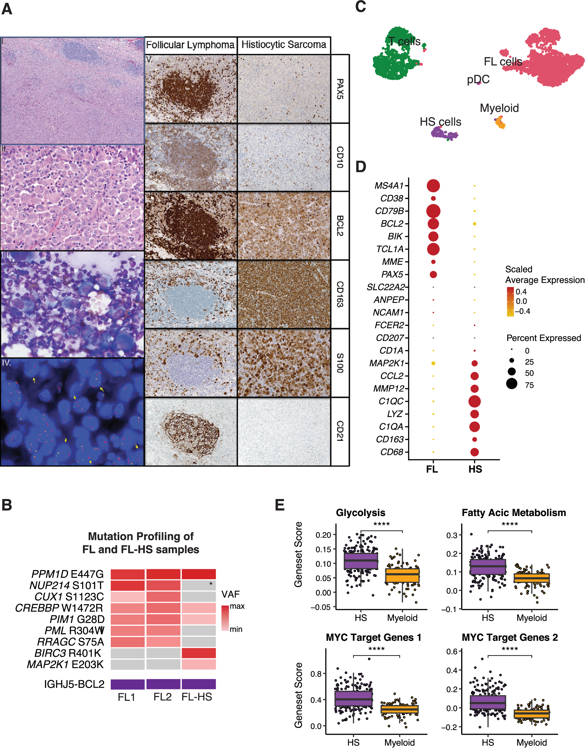 Co-occurrence of clonally related follicular lymphoma and 