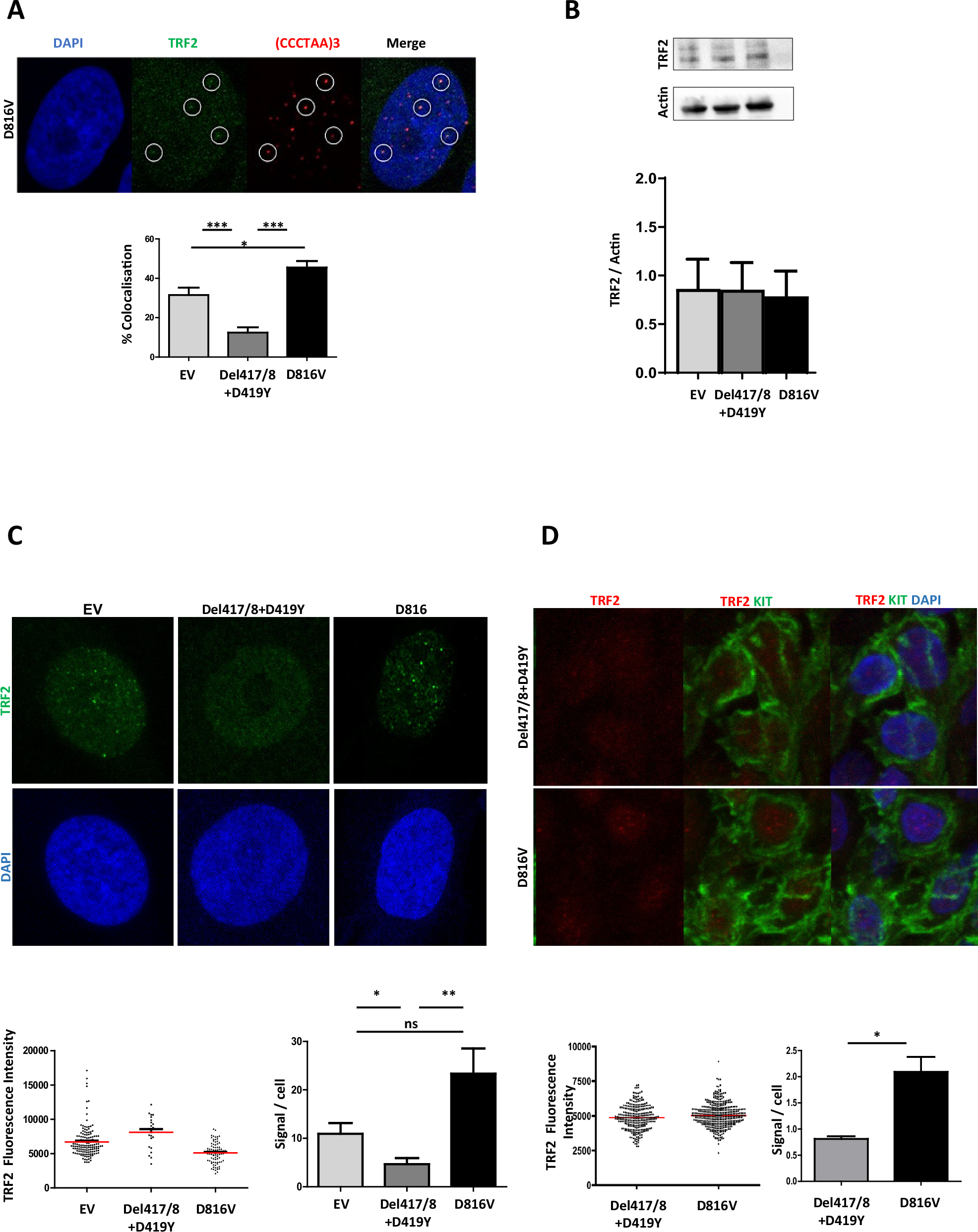 Fig. 3: Telomere length shortening correlates with senescence and TRF2 diffuse pattern expression and activation of the p38 MAP-kinase pathway.