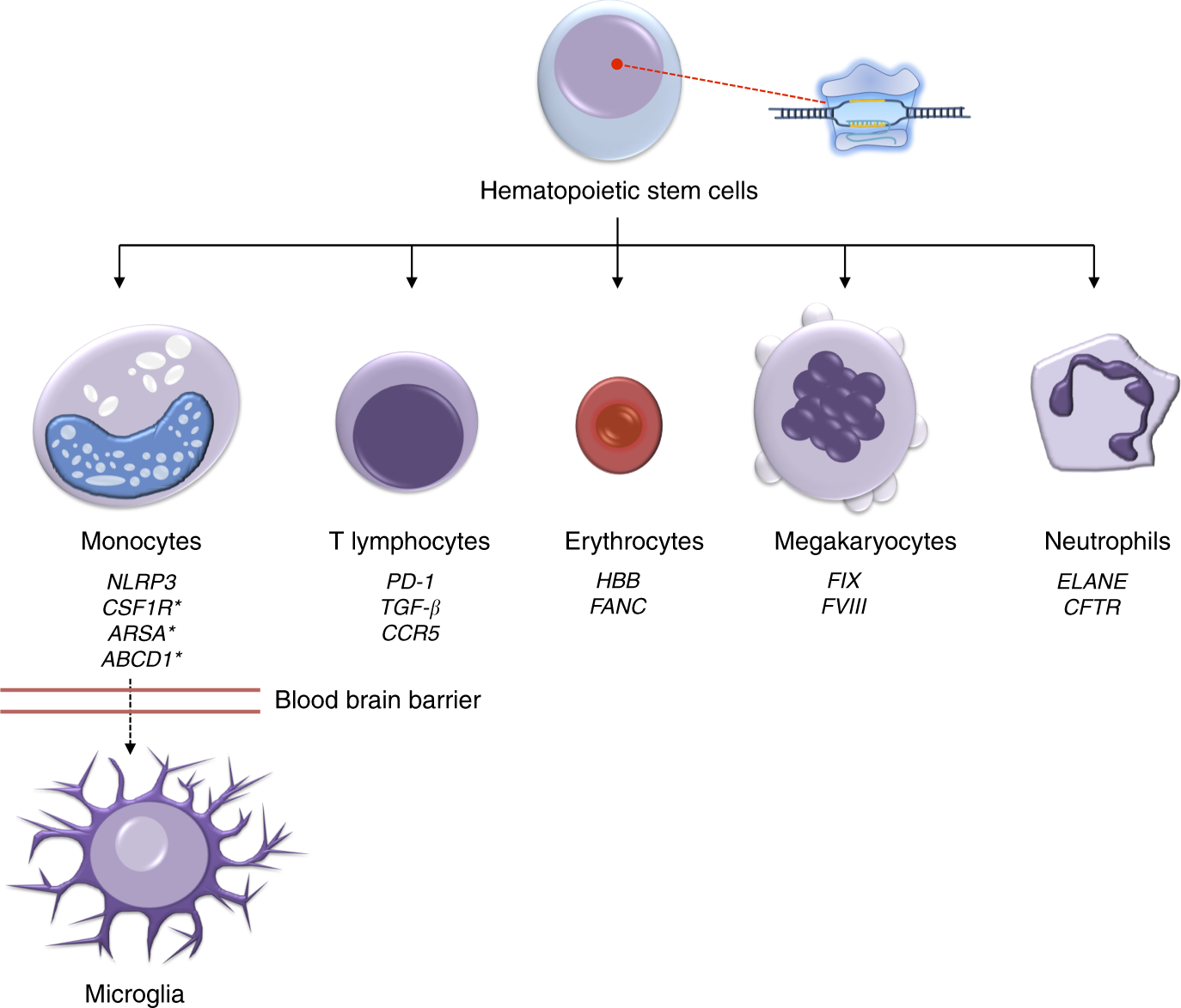 1 стволовые клетки. Стволовые клетки строение. Гемопоэтическая стволовая клетка. Стволовая клетка кроветворения. Гемопоэтические клетки крови.