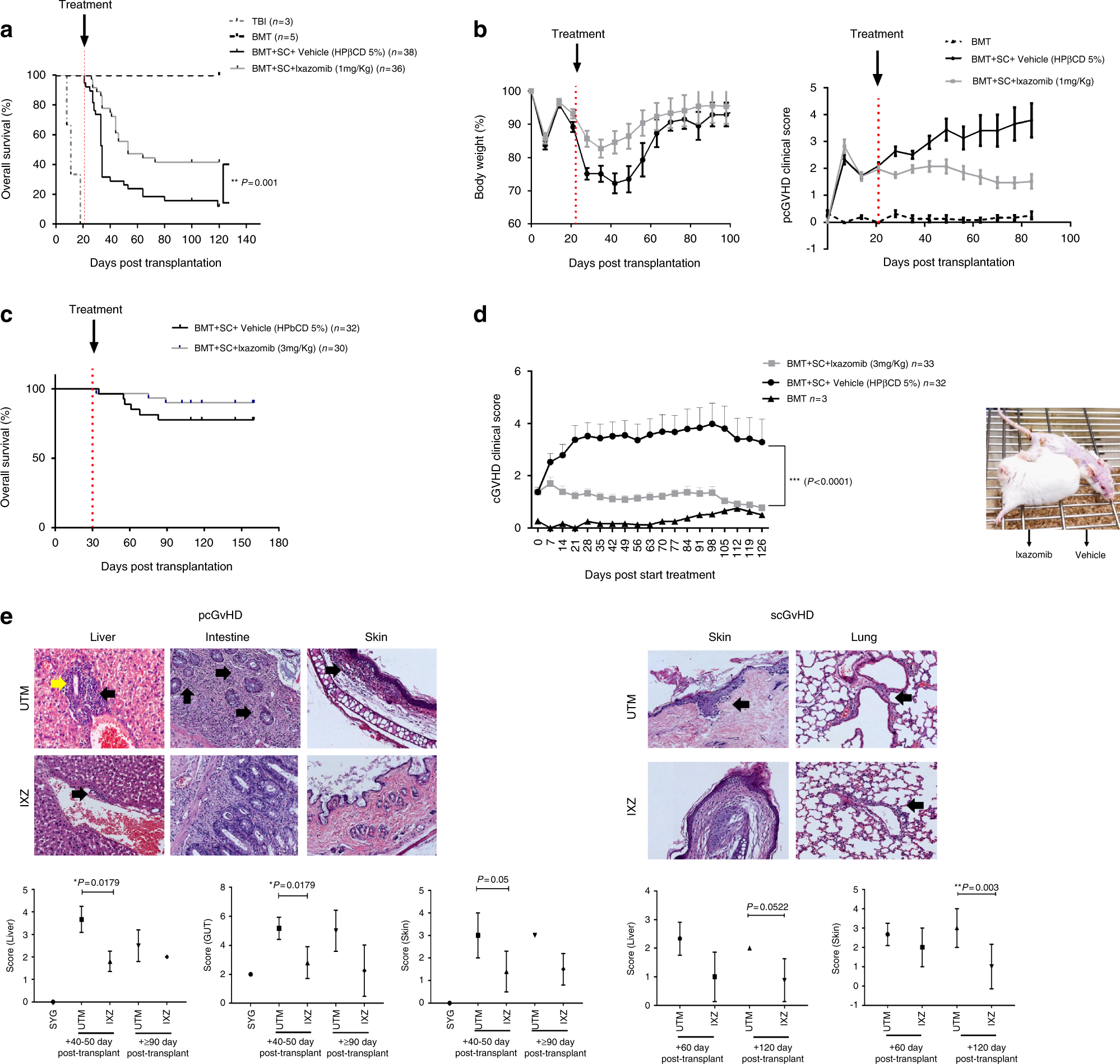 Delayed administration of ixazomib modifies the immune response and  prevents chronic graft-versus-host disease | Bone Marrow Transplantation