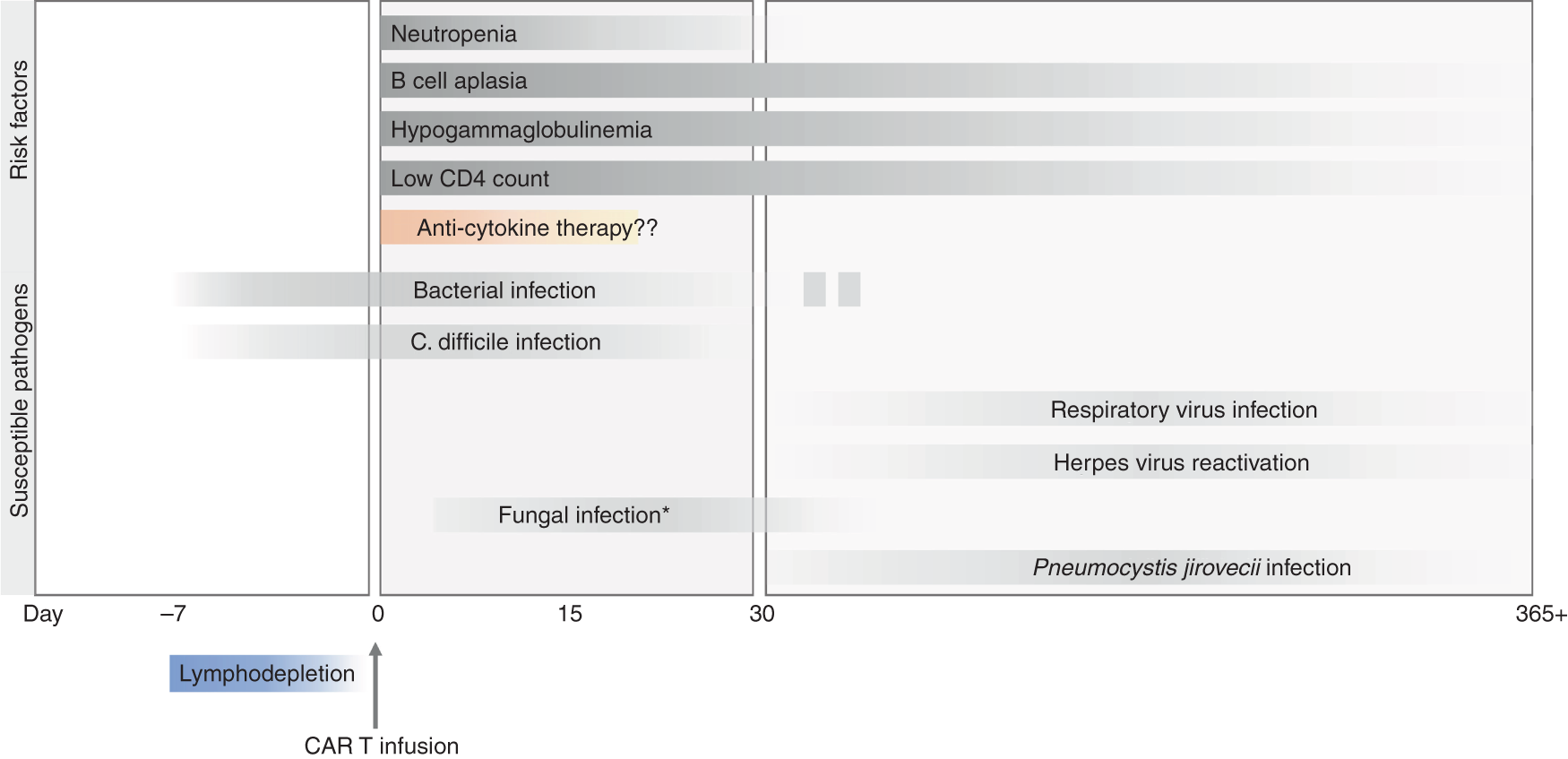 Infectious Complications Immune Reconstitution And Infection Prophylaxis After Cd19 Chimeric Antigen Receptor T Cell Therapy Bone Marrow Transplantation