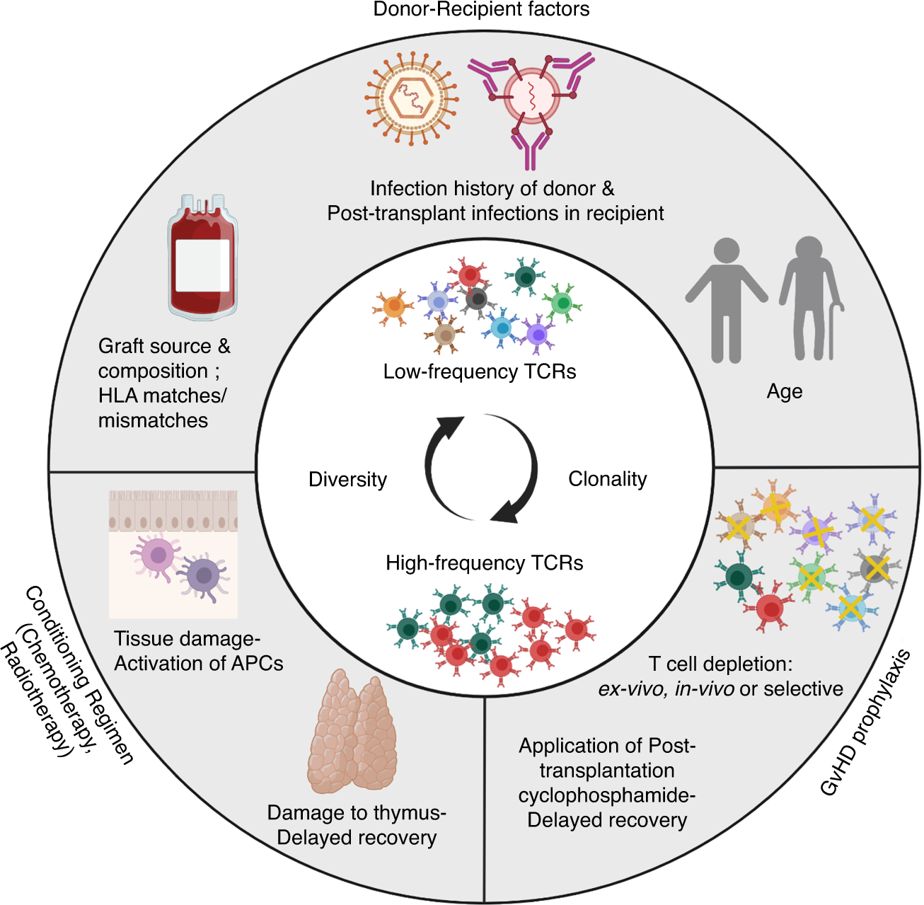 PDF) Age-related immune cell dynamics influence outcomes after allogeneic  haematopoietic cell transplantation