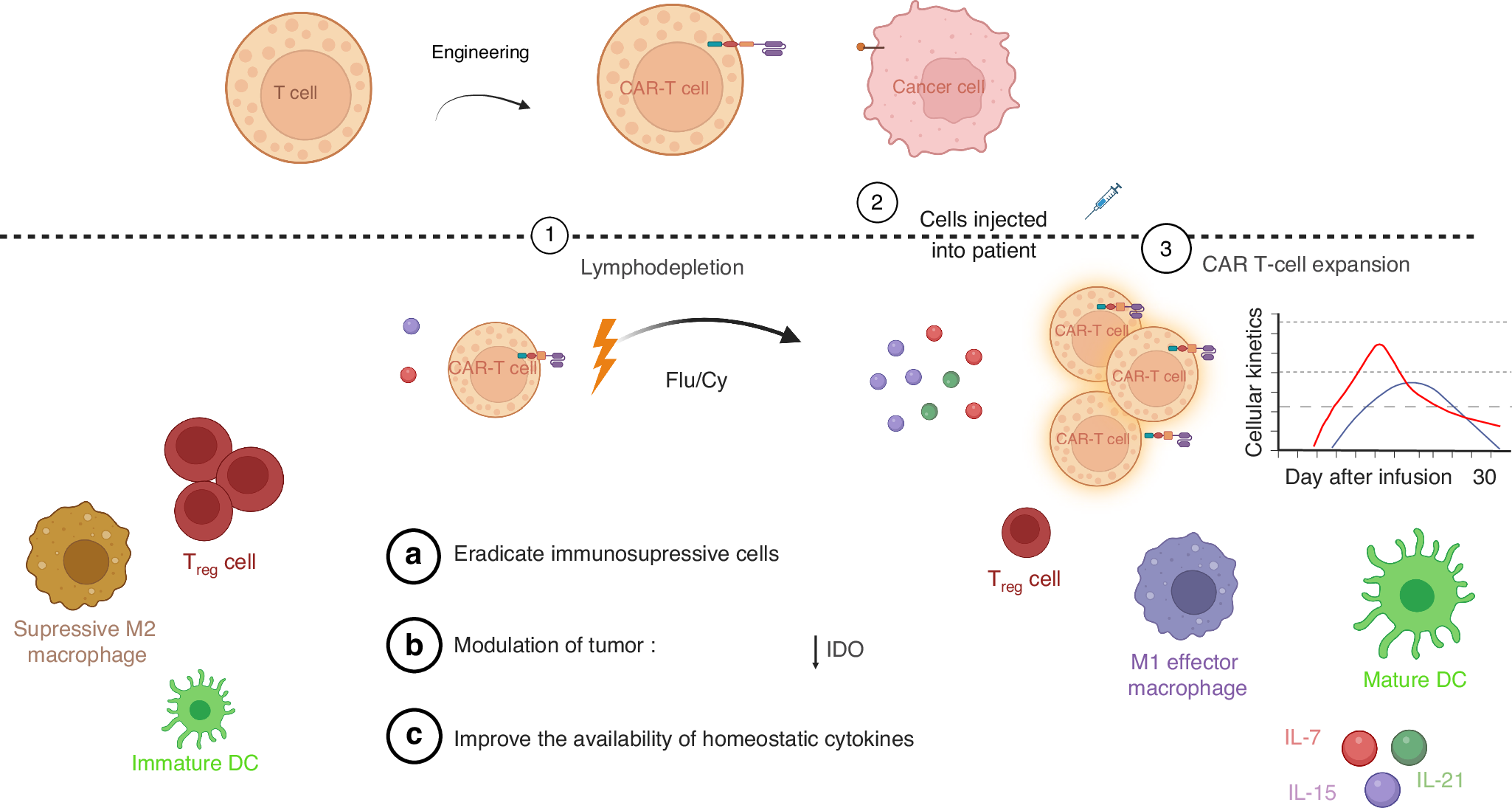 Lymphodepletion chemotherapy in chimeric antigen receptor-engineered T  (CAR-T) cell therapy in lymphoma | Bone Marrow Transplantation