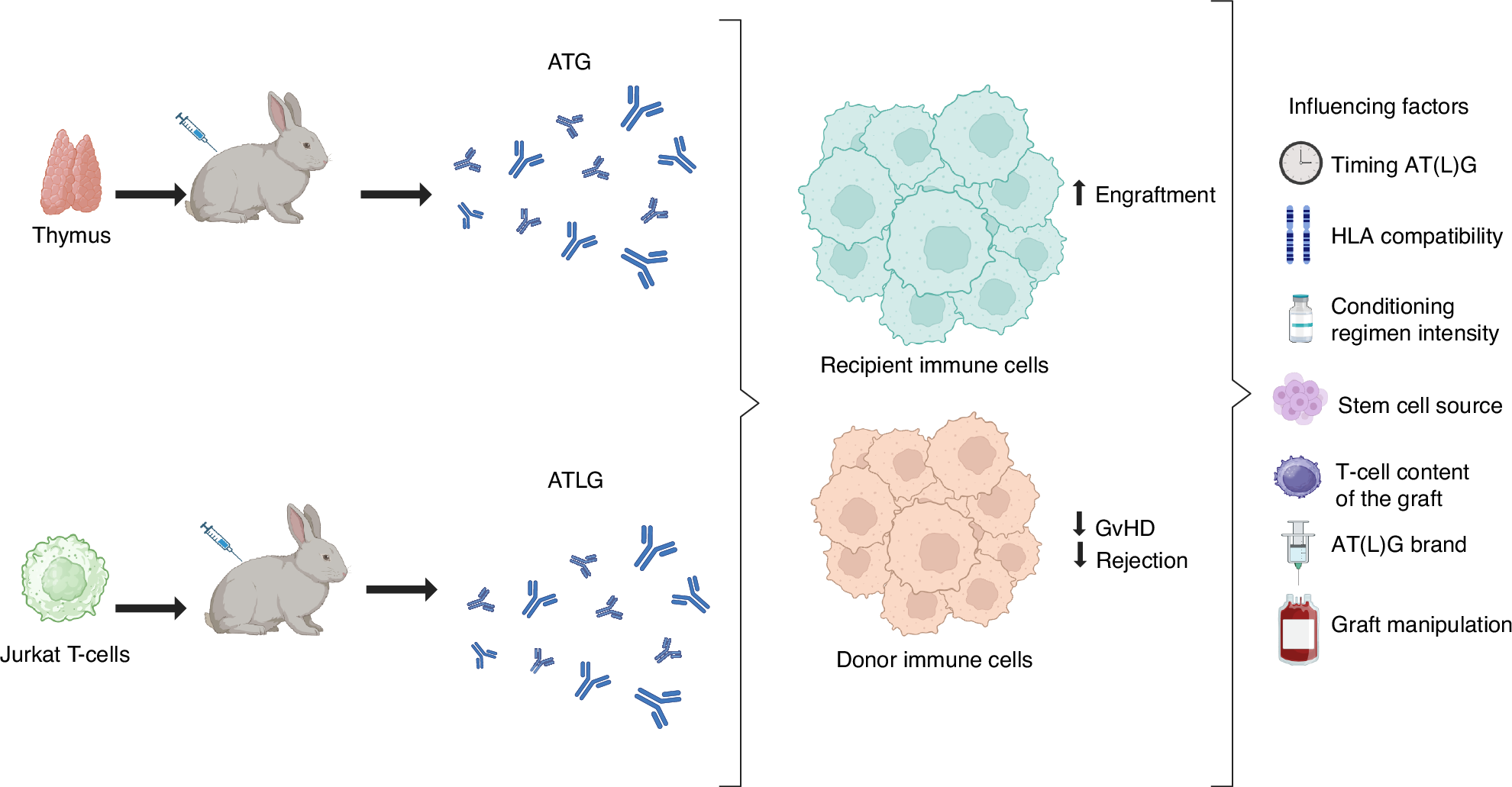 Usage of rabbit anti-thymocyte / anti-T-lymphocyte globulins (ATG / ATLG)  for hematological malignancies in allogeneic hematopoietic cell  transplantation: Best practice recommendations from the EBMT Practice  Harmonisation and Guidelines Committee ...