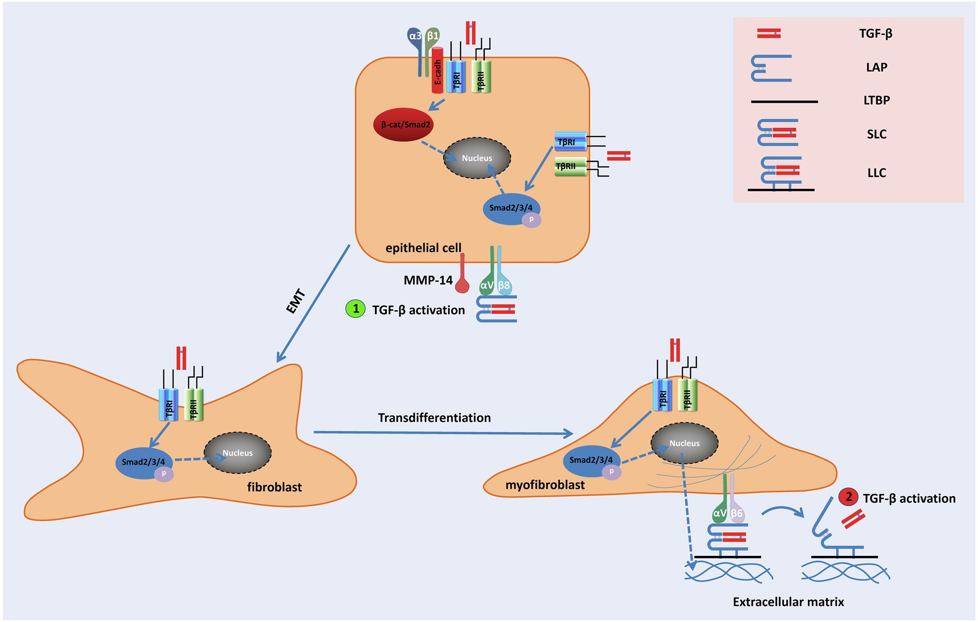 Transforming growth factor-β in stem cells and tissue homeostasis | Bone  Research