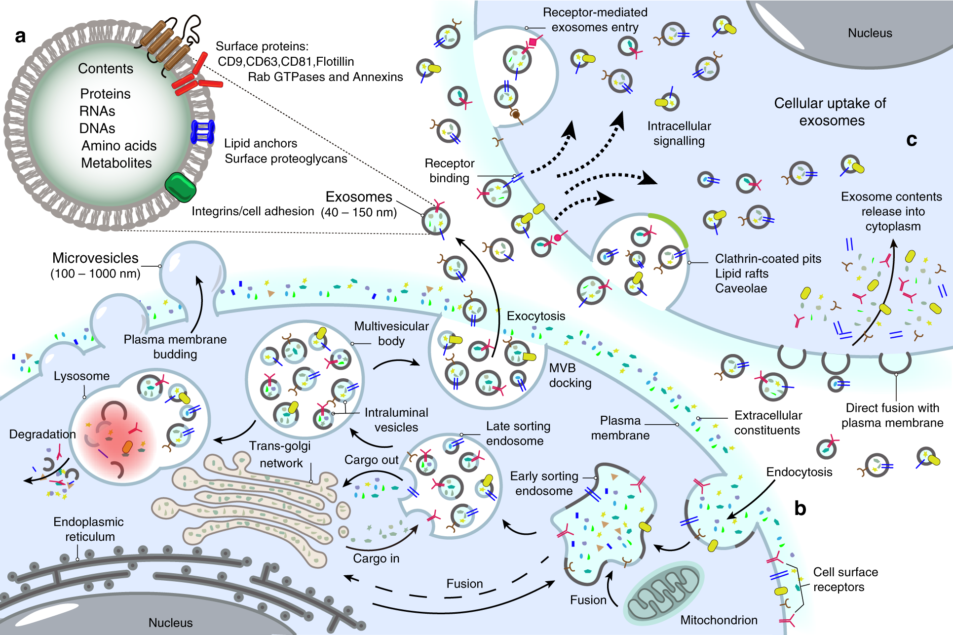 Exosomes roles and therapeutic potential in osteoarthritis Bone Research picture