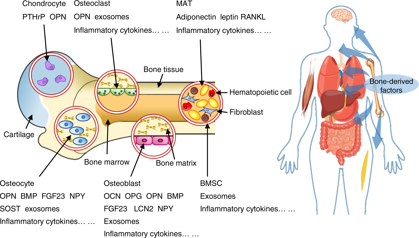 Endocrine role of bone in the regulation of energy metabolism 