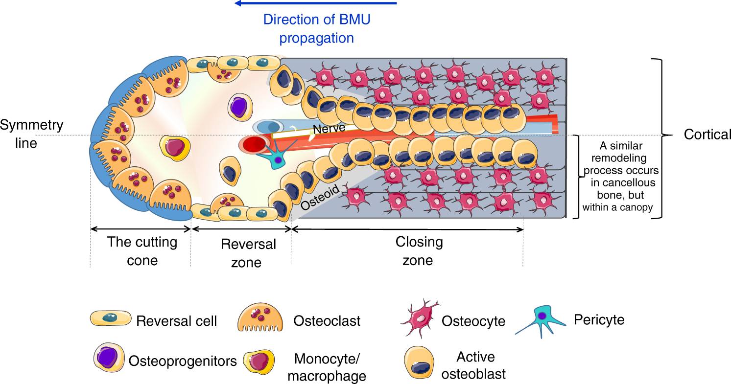 bone physiology and bone remodeling cycle