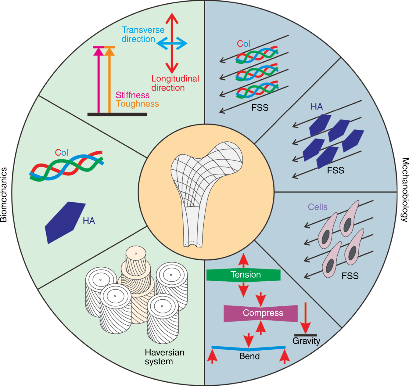 Bone Growth Stimulation: A Critical Analysis Review