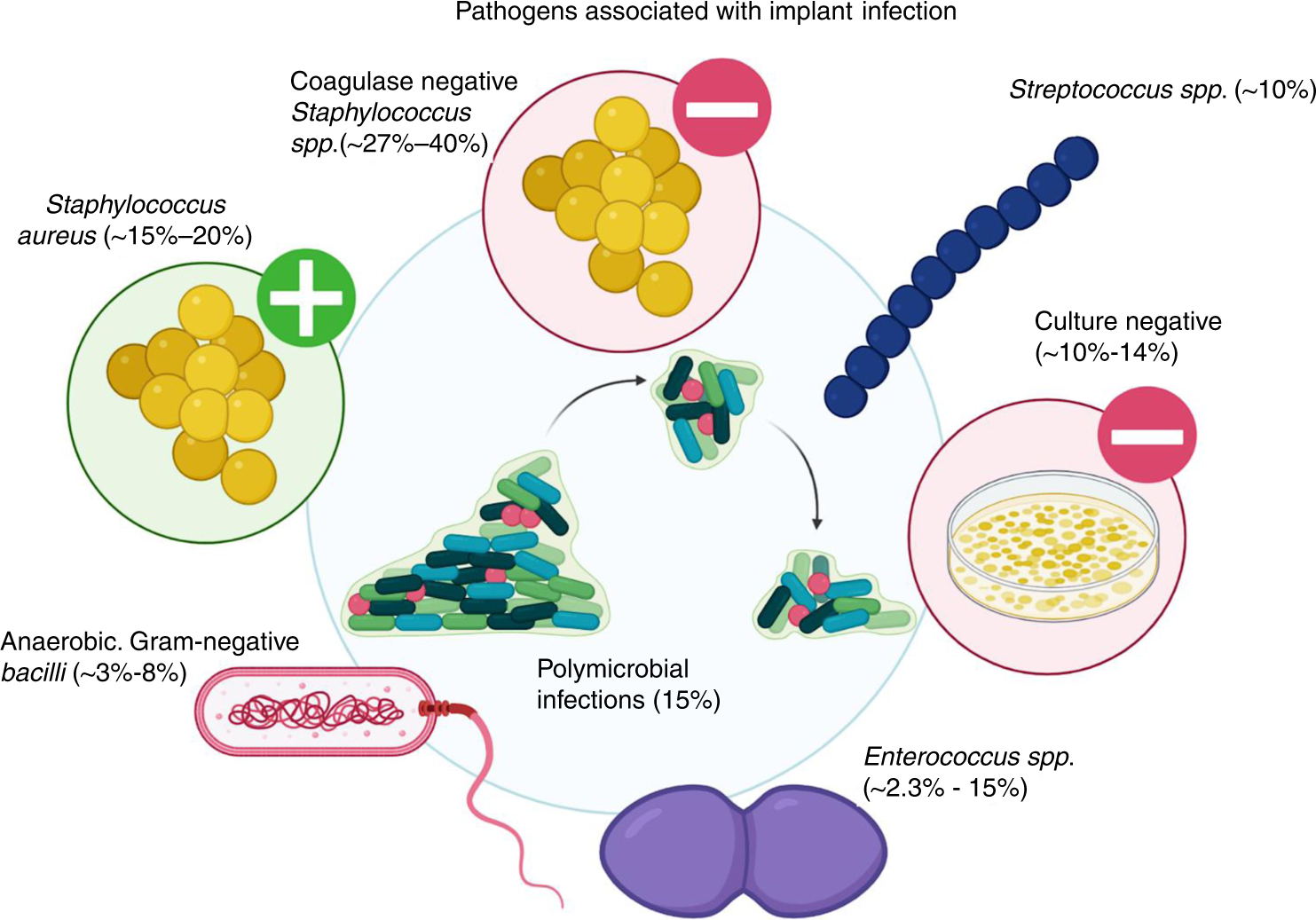 Staphylococcus  Concise Medical Knowledge