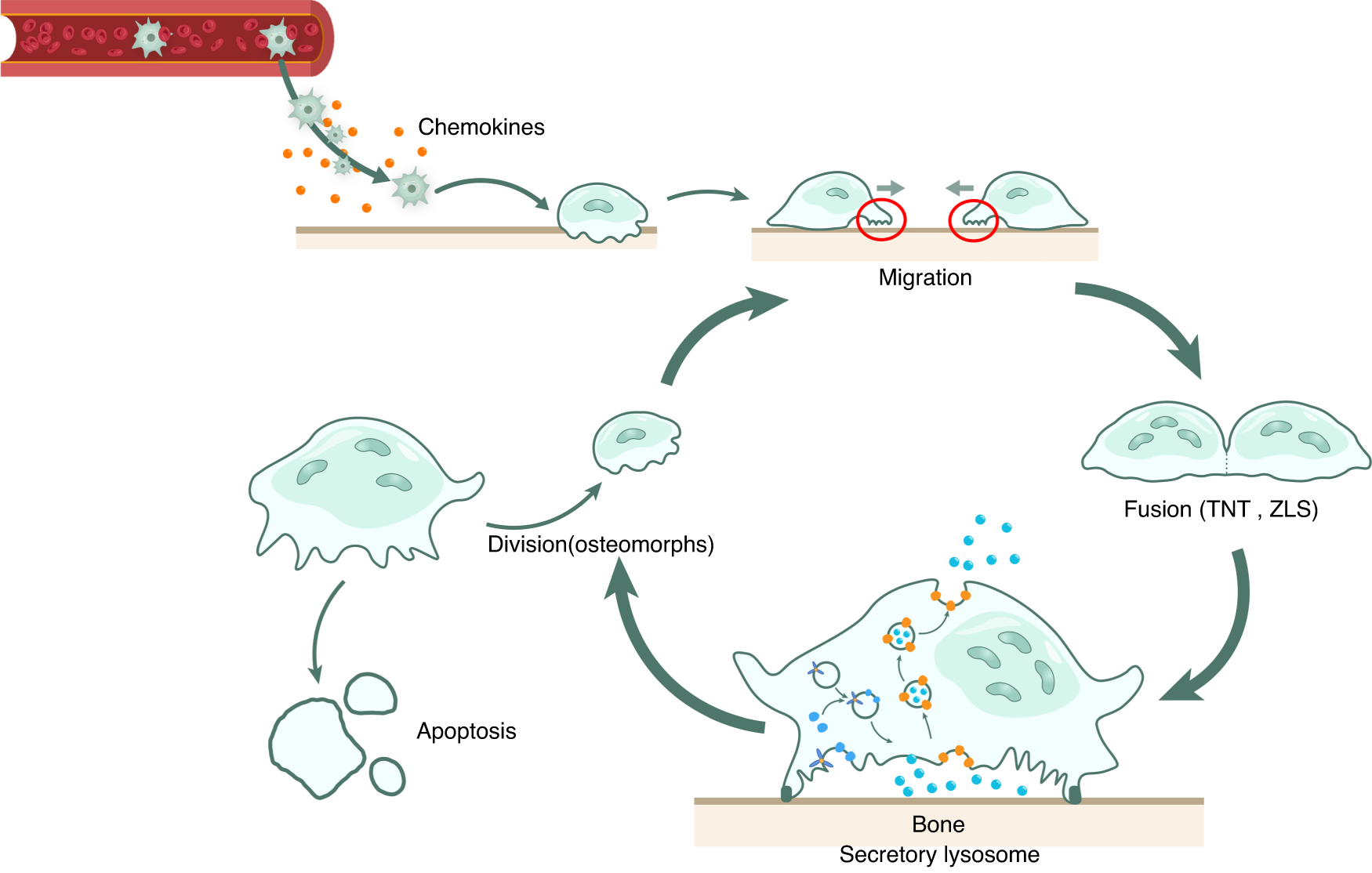 Structure and function of the membrane microdomains in osteoclasts | Bone  Research