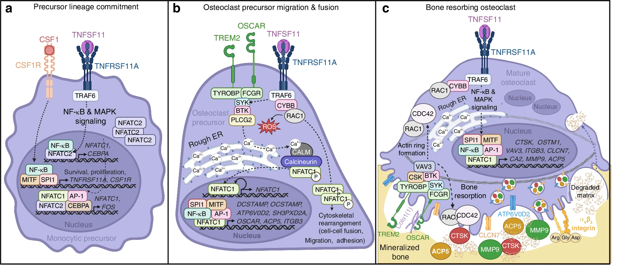 Unfolded Protein Response Pathway Offers New Targets to Treat Bone Weakness in Cancer Patients