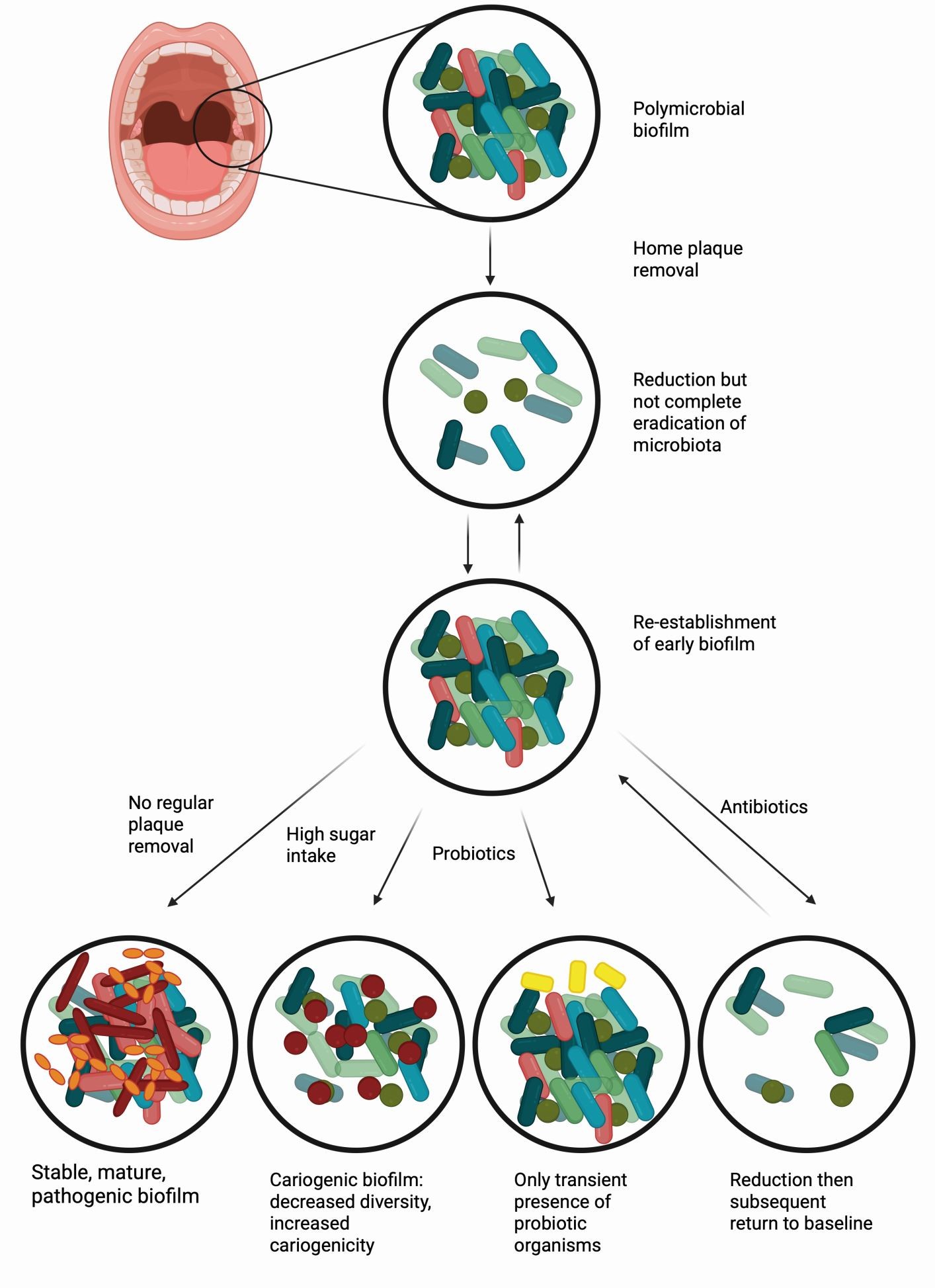Interpreting oral microbiome research in clinical dentistry: terminology, limitations and clinical implications