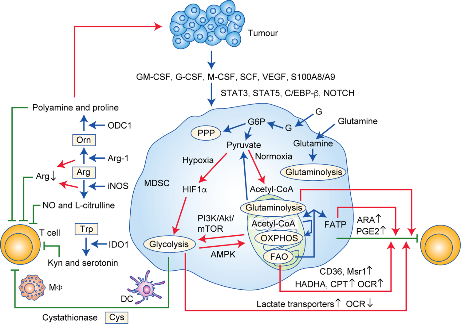 Polyamines from myeloid-derived suppressor cells promote Th17 polarization  and disease progression: Molecular Therapy