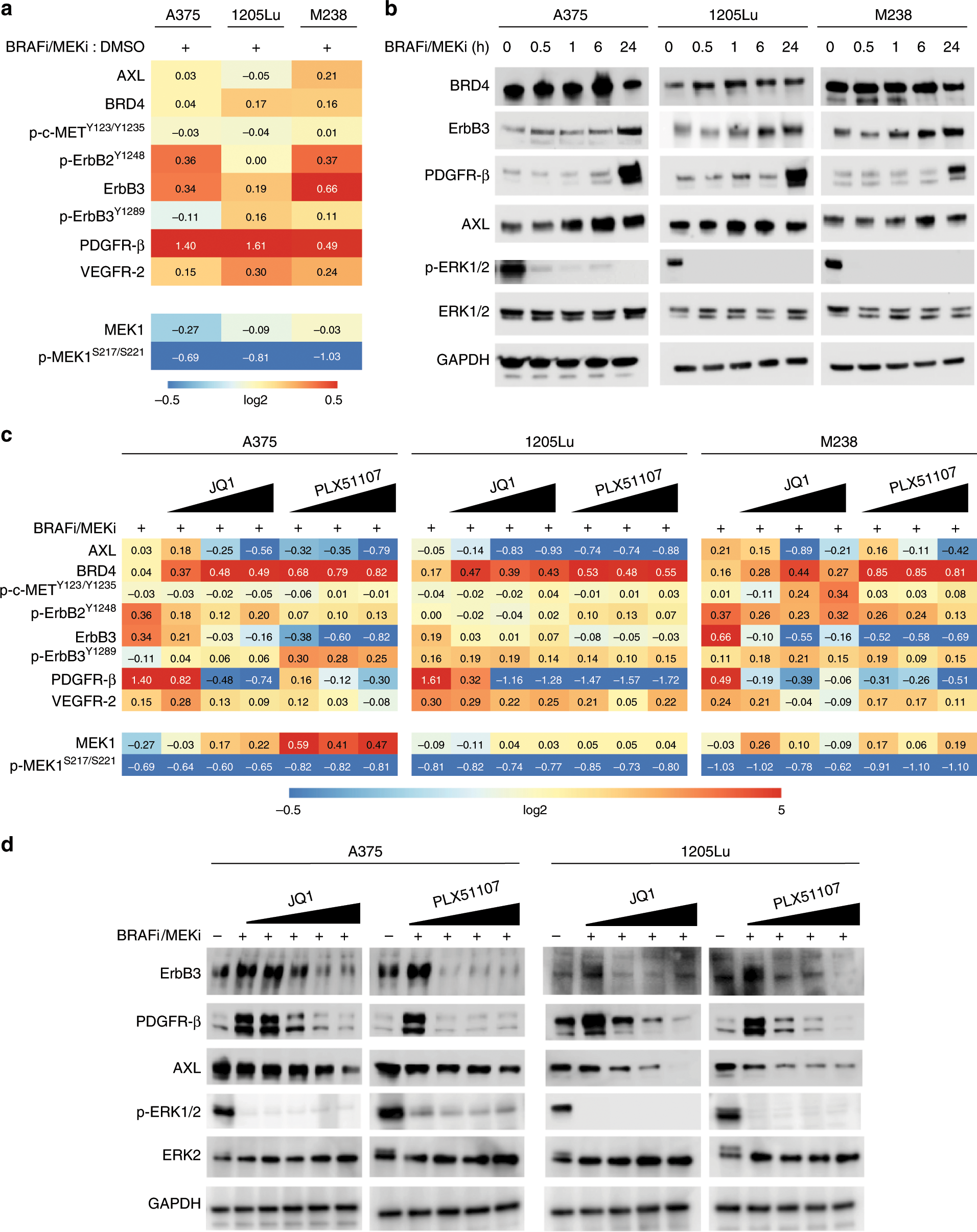 Fig. 1: BET inhibition represses adaptive RTK expression following BRAF/MEK inhibitors treatment in BRAF-mutant melanoma.
