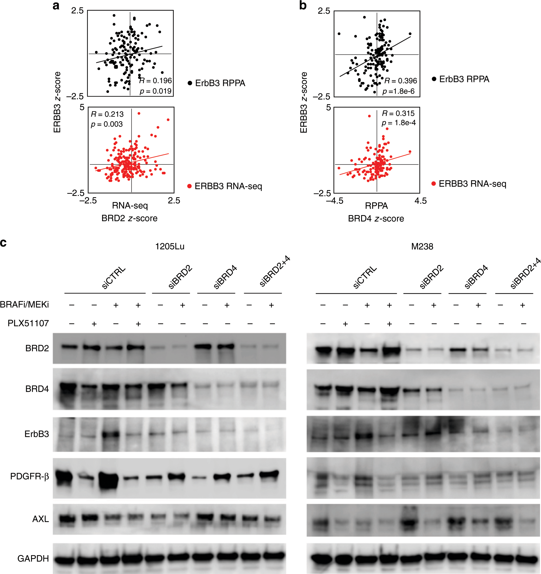 Fig. 3: BRD/BET proteins are required for adaptive ErbB3 upregulation following BRAF/MEK inhibitors treatment in BRAF-mutant melanoma.