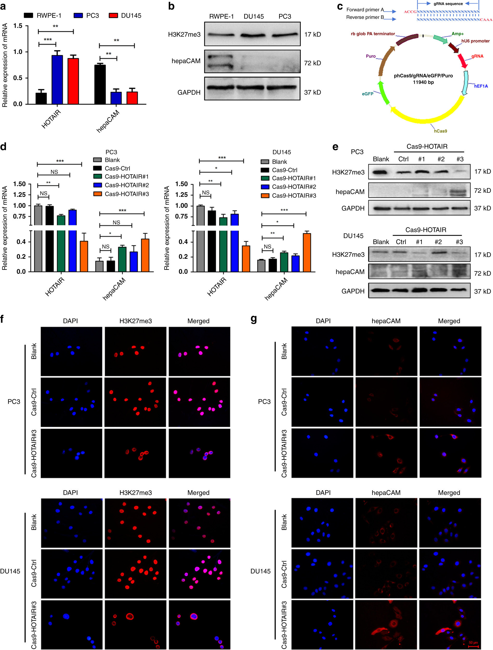 Fig. 2: Silencing HOTAIR in PCa cells significantly upregulates hepaCAM levels.