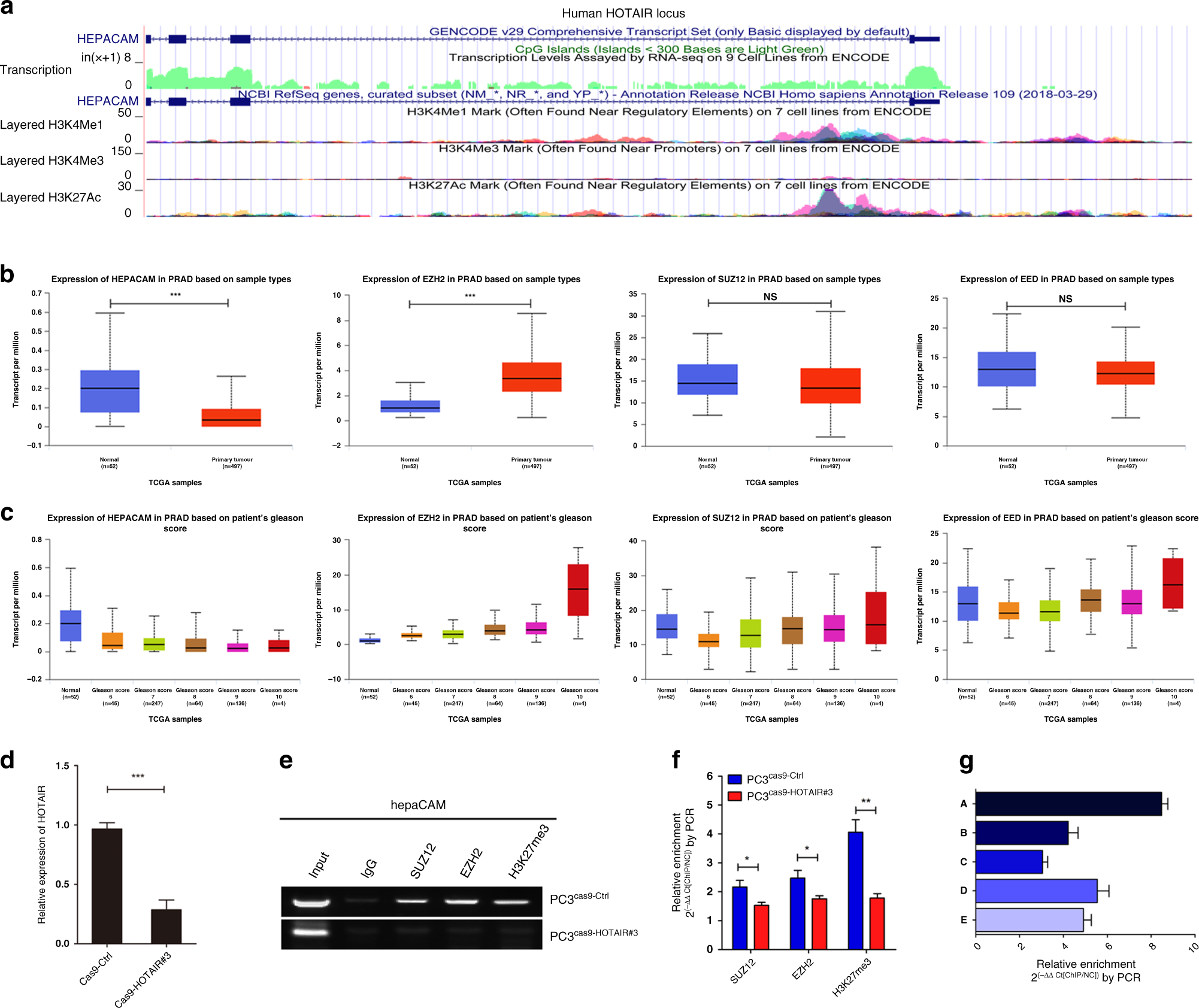 Fig. 4: PRC2 is recruited to the hepaCAM promoter region to trigger methylation.
