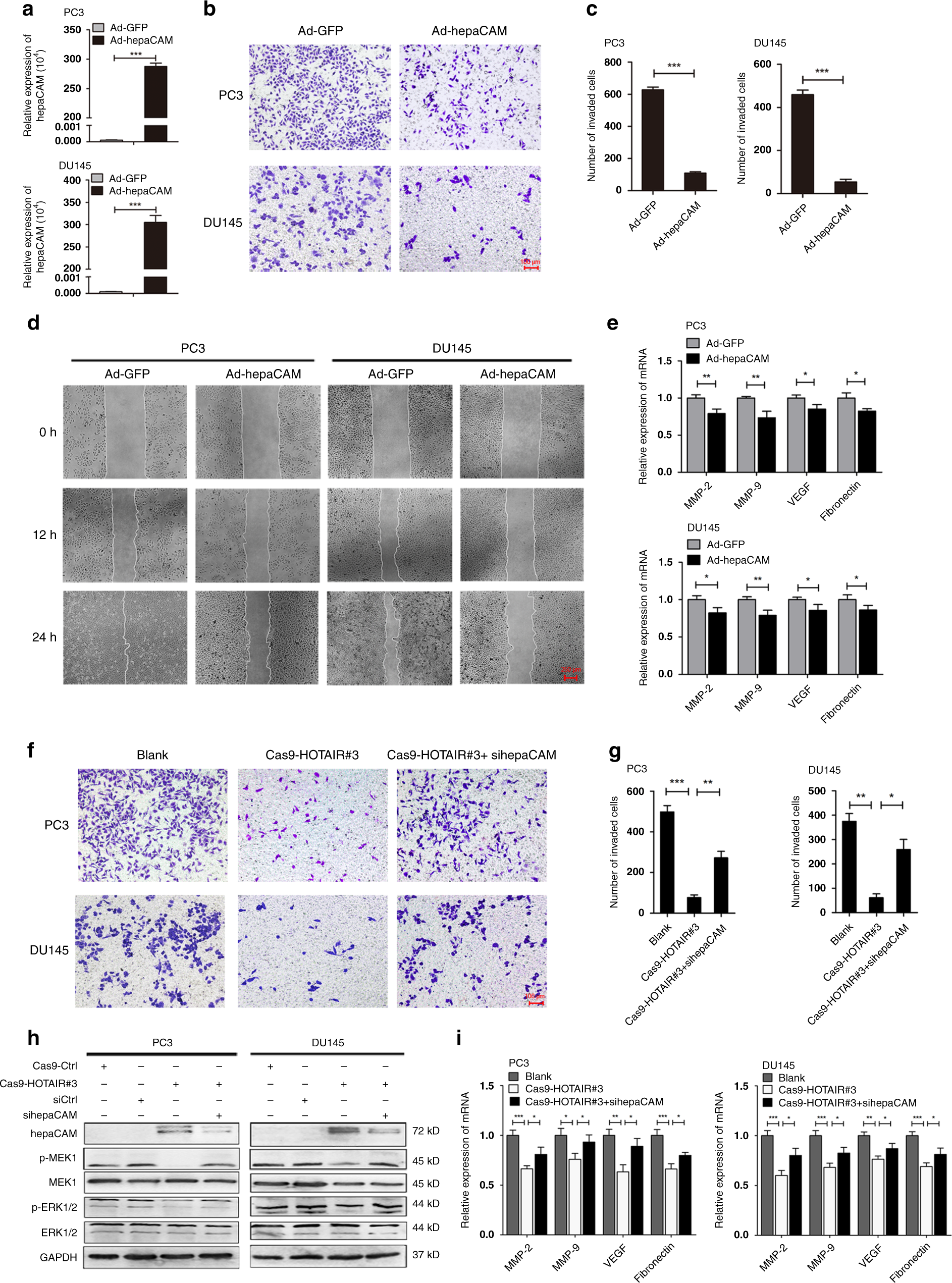 Fig. 5: The reduced invasiveness and metastasis caused by HOTAIR deletion was related to hepaCAM re-expression.
