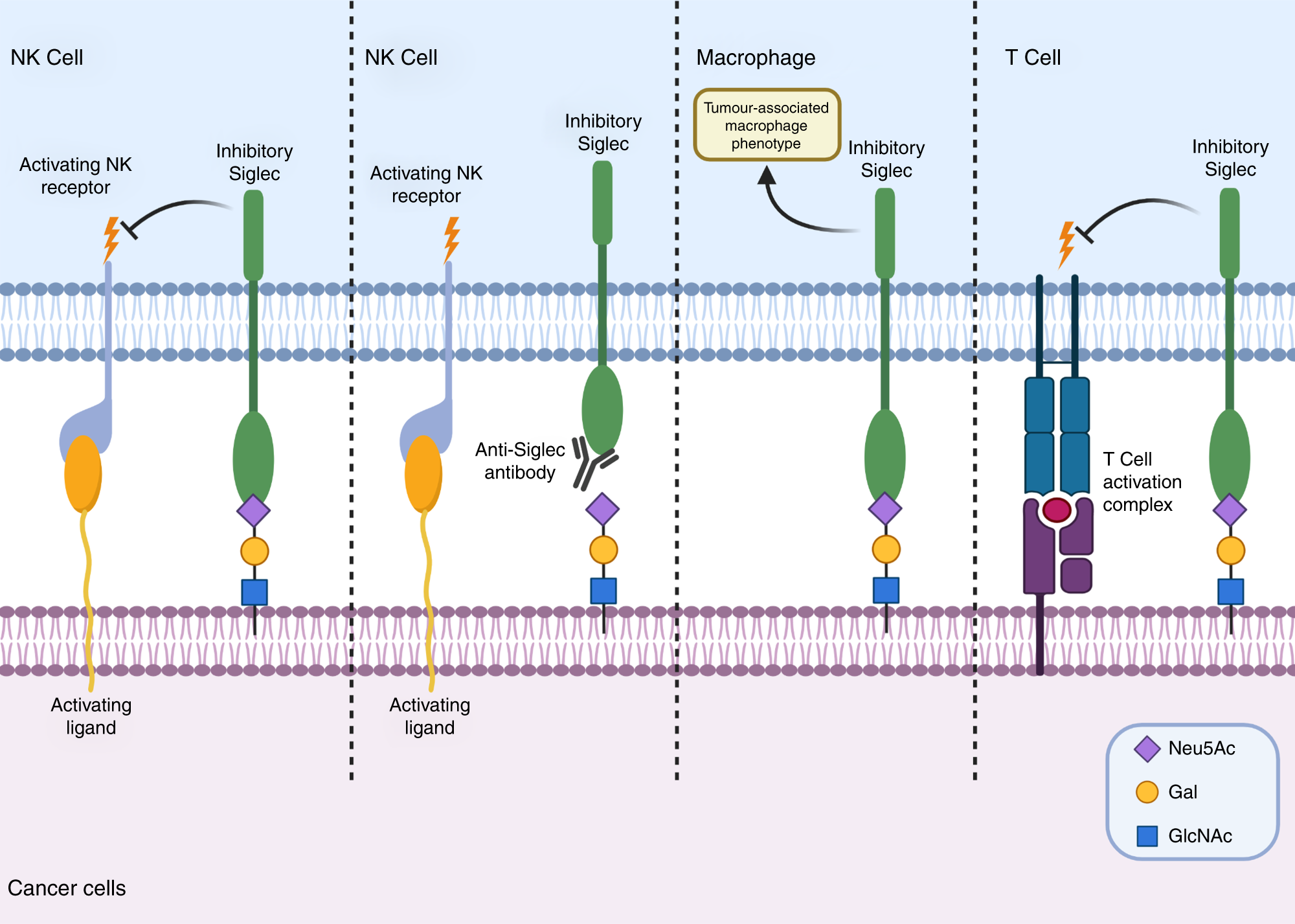 Insights into the role of sialylation in cancer progression and metastasis  | British Journal of Cancer