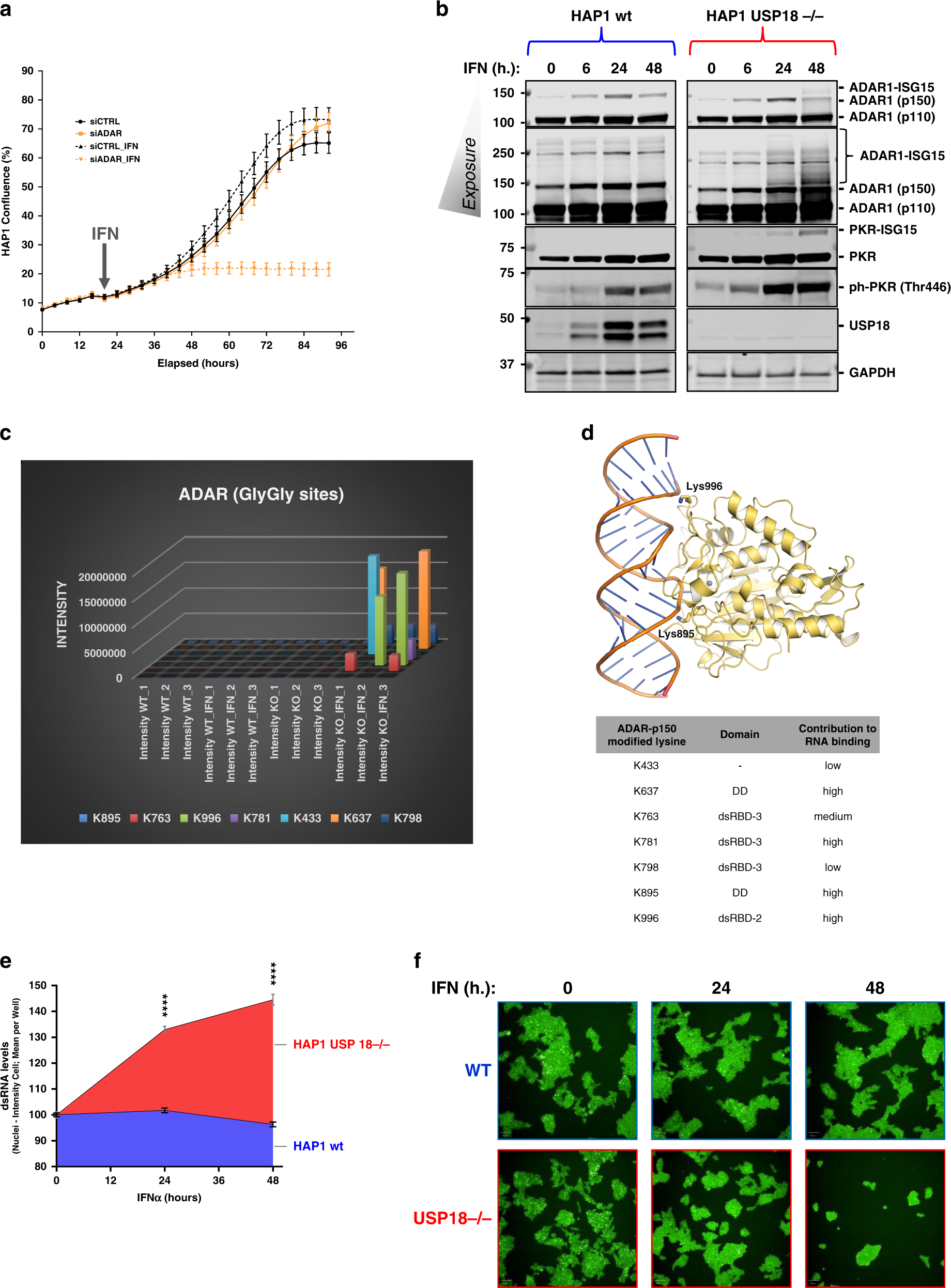 Fig. 4: USP18-dependent ISGylation of ADAR leads to enzymatic activity inhibition and dsRNA accumulation.
