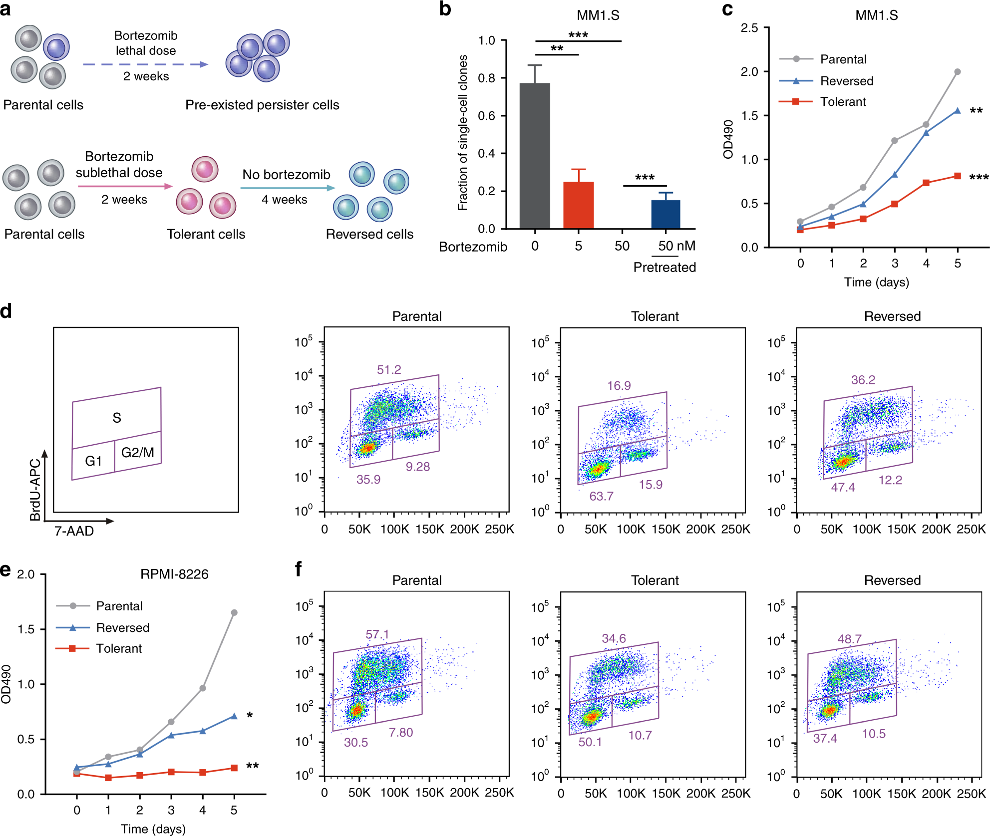 Fig. 2: Reversible resistant MM cells are derived from slow-cycling tolerance.