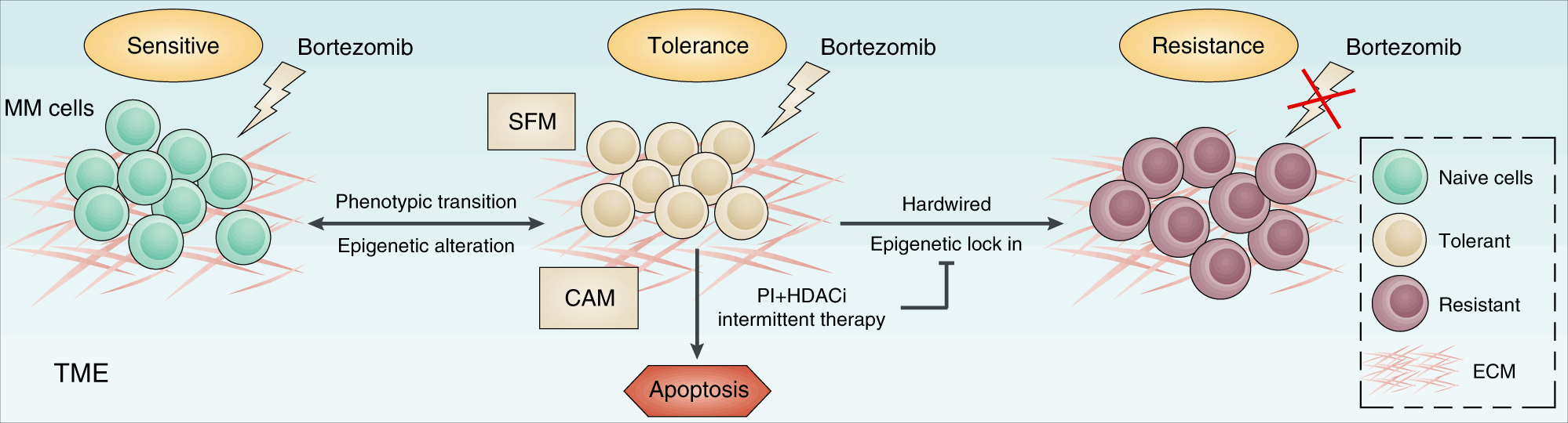Fig. 4: Schematic model of epigenetic regulation in the generation and elimination of PI tolerance in MM cells.