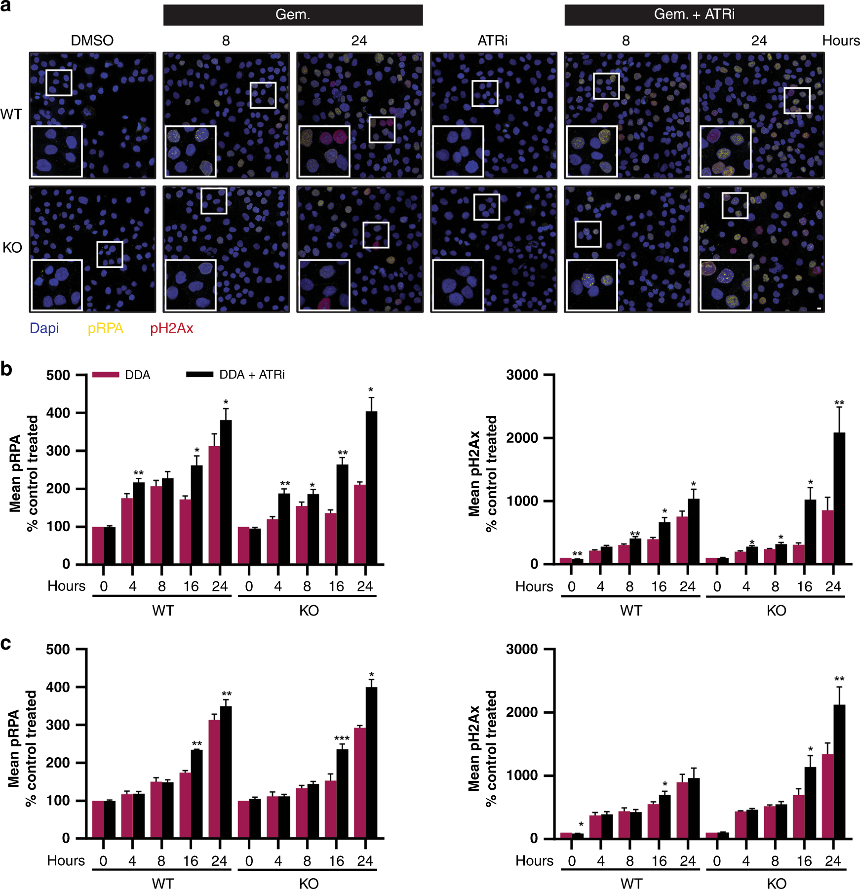 Fig. 5: ATR or WEE1 inhibition induces DNA damage and replication stress in SLFN11-deficient gemcitabine or etoposide-treated cells.