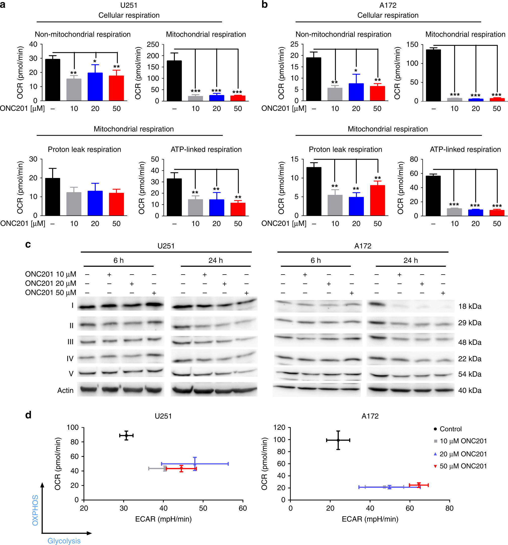 Fig. 1: Treatment with ONC201/TIC10 reprograms glioblastoma energy metabolism suppressing OXPHOS and enhancing the glycolytic rate.