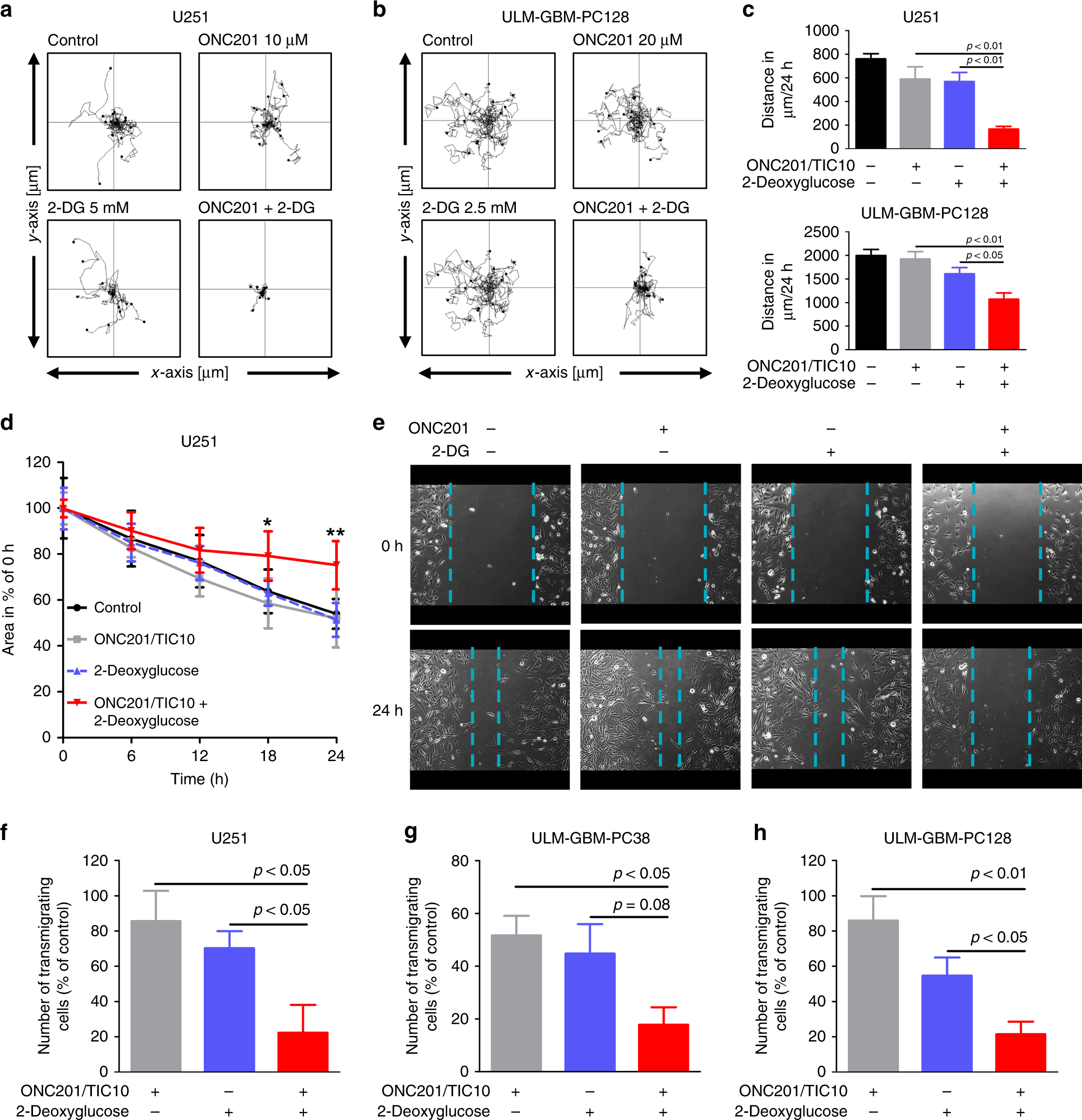 Fig. 4: Combined treatment with ONC201/TIC10 and 2-Deoxyglucose has enhanced anti-migratory activity.