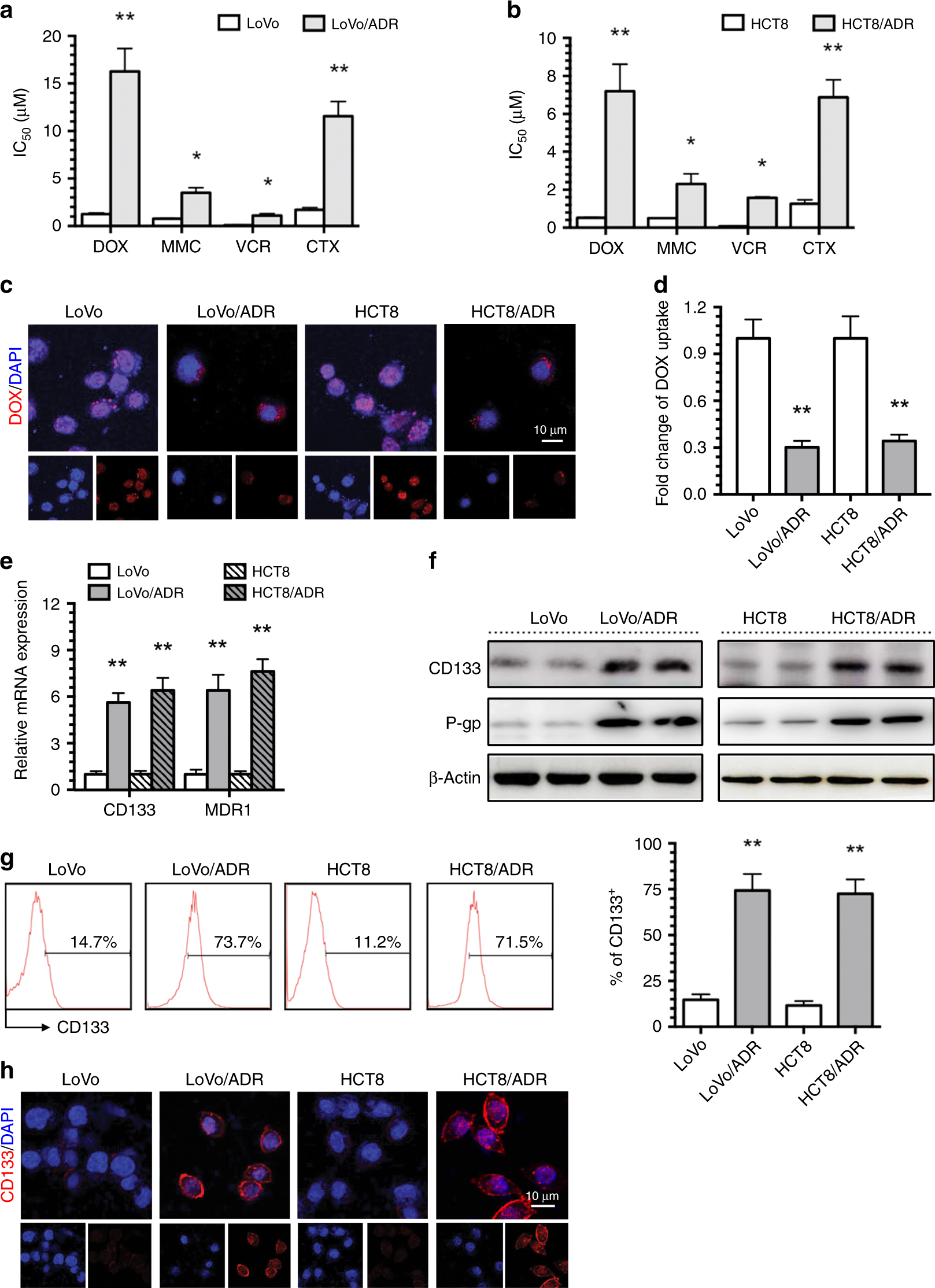 Fig. 1: CD133 overexpressing in ADR-resistant CRC cells.
