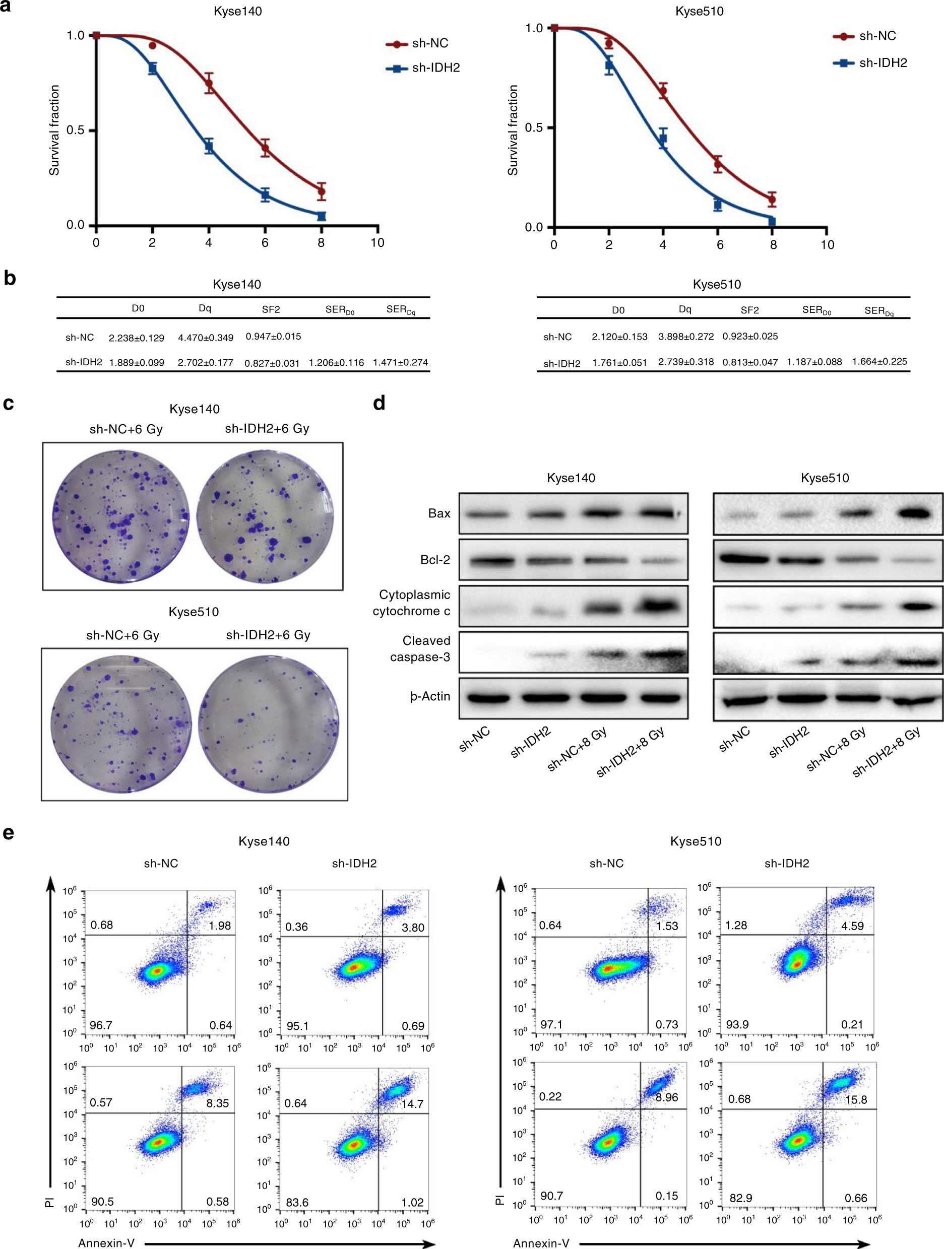 Fig. 2: IDH2 knockdown inhibited radioresistance in ESCC cells.