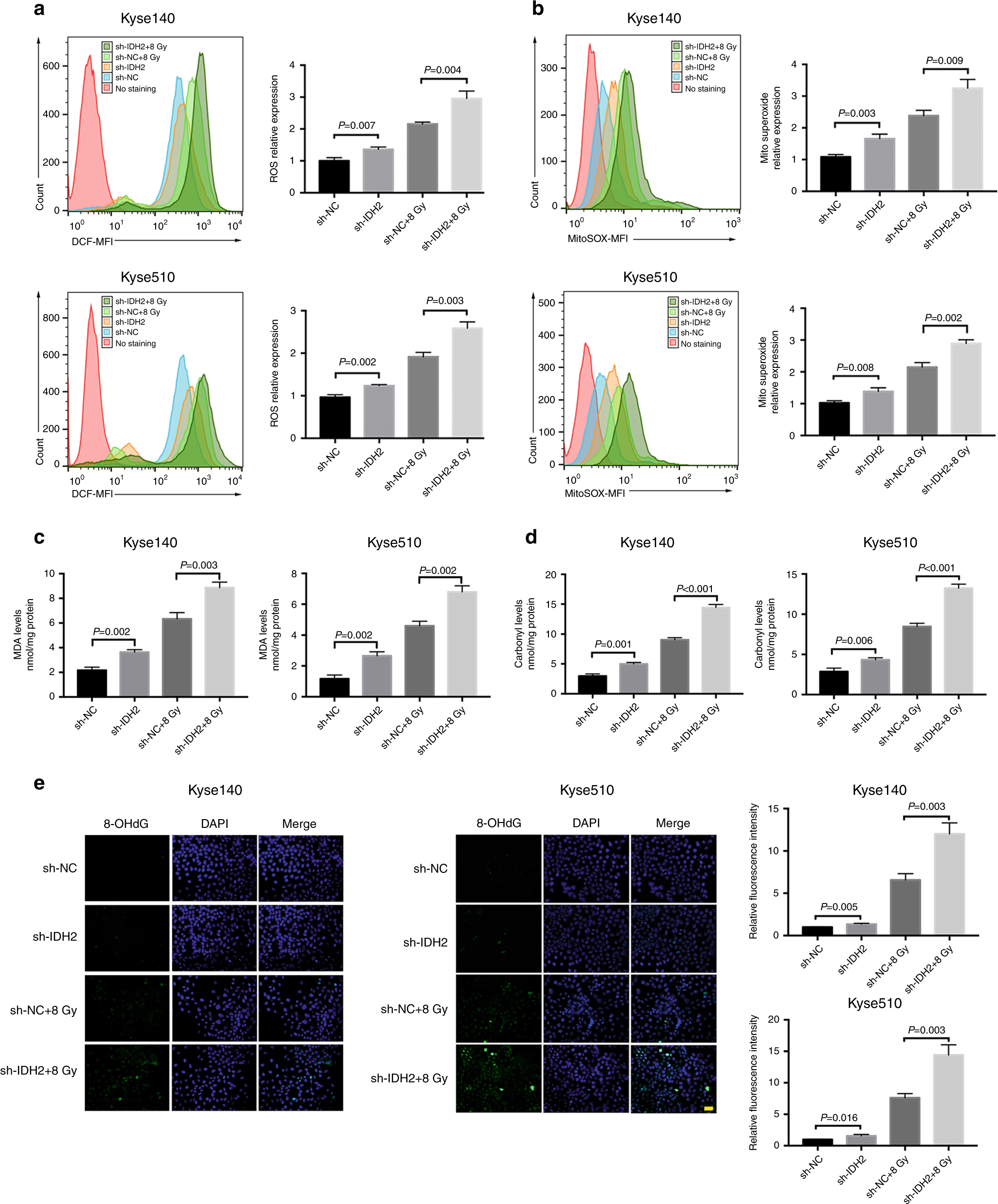 Fig. 3: IDH2 knockdown further aggravated the radiation-induced oxidative stress in ESCC cells.