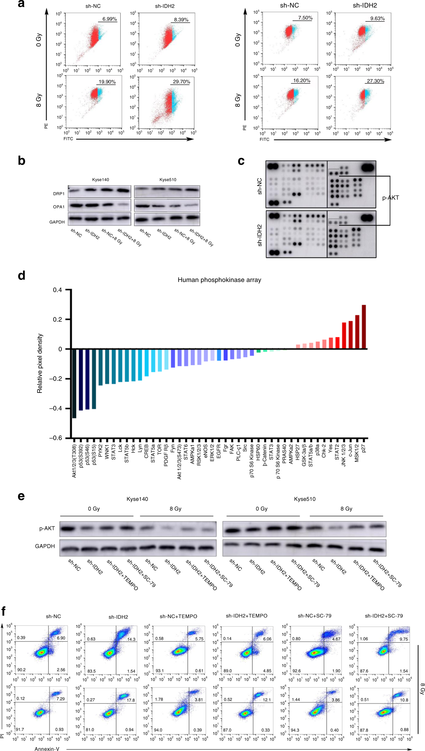 Fig. 4: IDH2 knockdown exacerbated the radiation-induced mitochondrial dysfunction and inhibition of AKT phosphorylation contributed to the IDH2 knockdown-induced radiosensitisation.