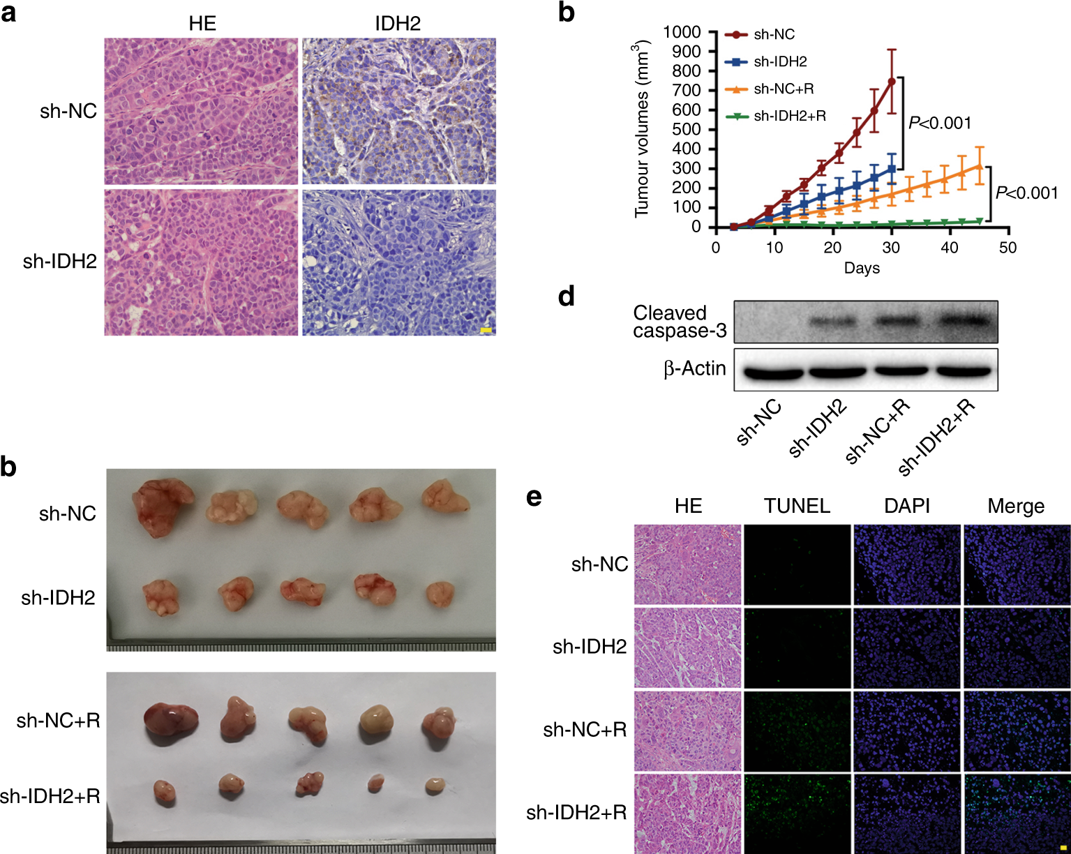 Fig. 5: IDH2 knockdown induced radiosensitisation in murine xenografts.