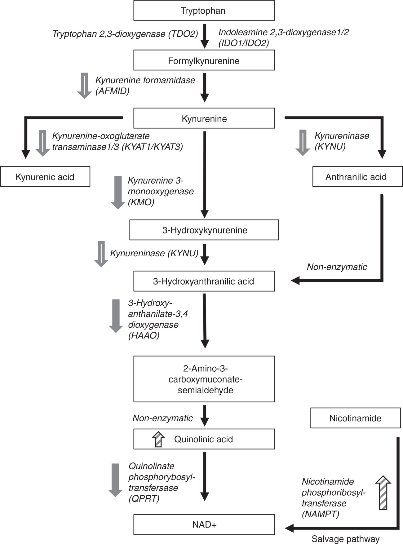 Fig. 5: Alterations to the kynurenine pathway in RCC.