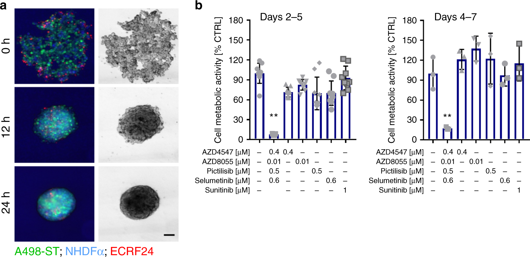 Fig. 3: OCD activity in 3D co-culture models.