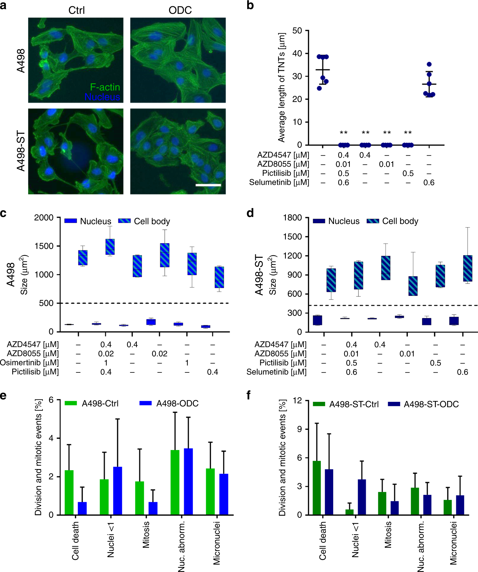 Fig. 4: Functional analysis of the cellular morphology after treatment.