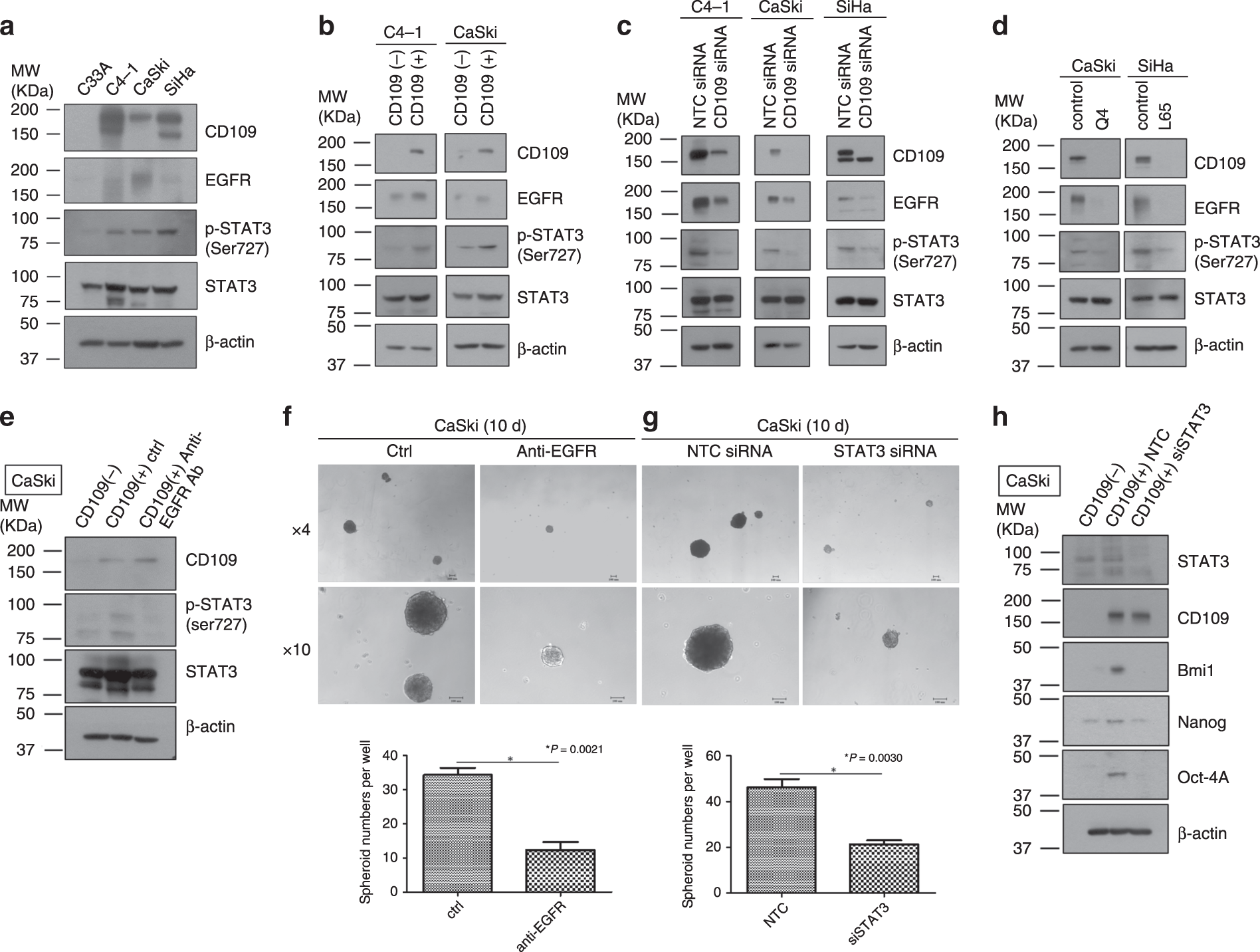Fig. 6: CD109/EGFR/STAT3 signalling may response for cell migration, proliferation and maintenance of CSC phenotype.