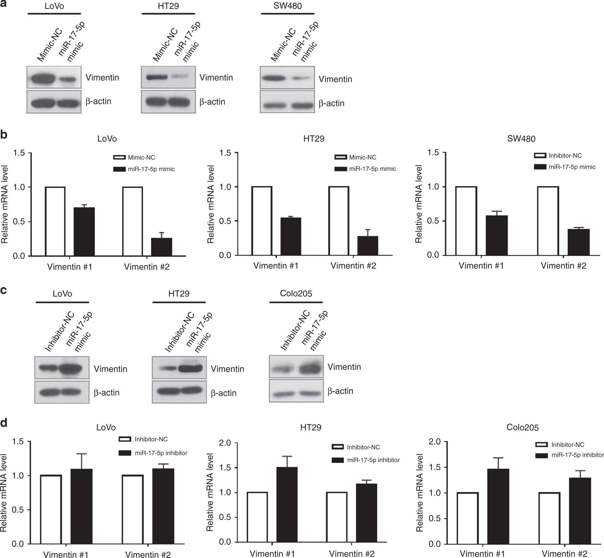 Fig. 2: Regulation of vimentin expression by miR-17-5p in CRC cell lines.