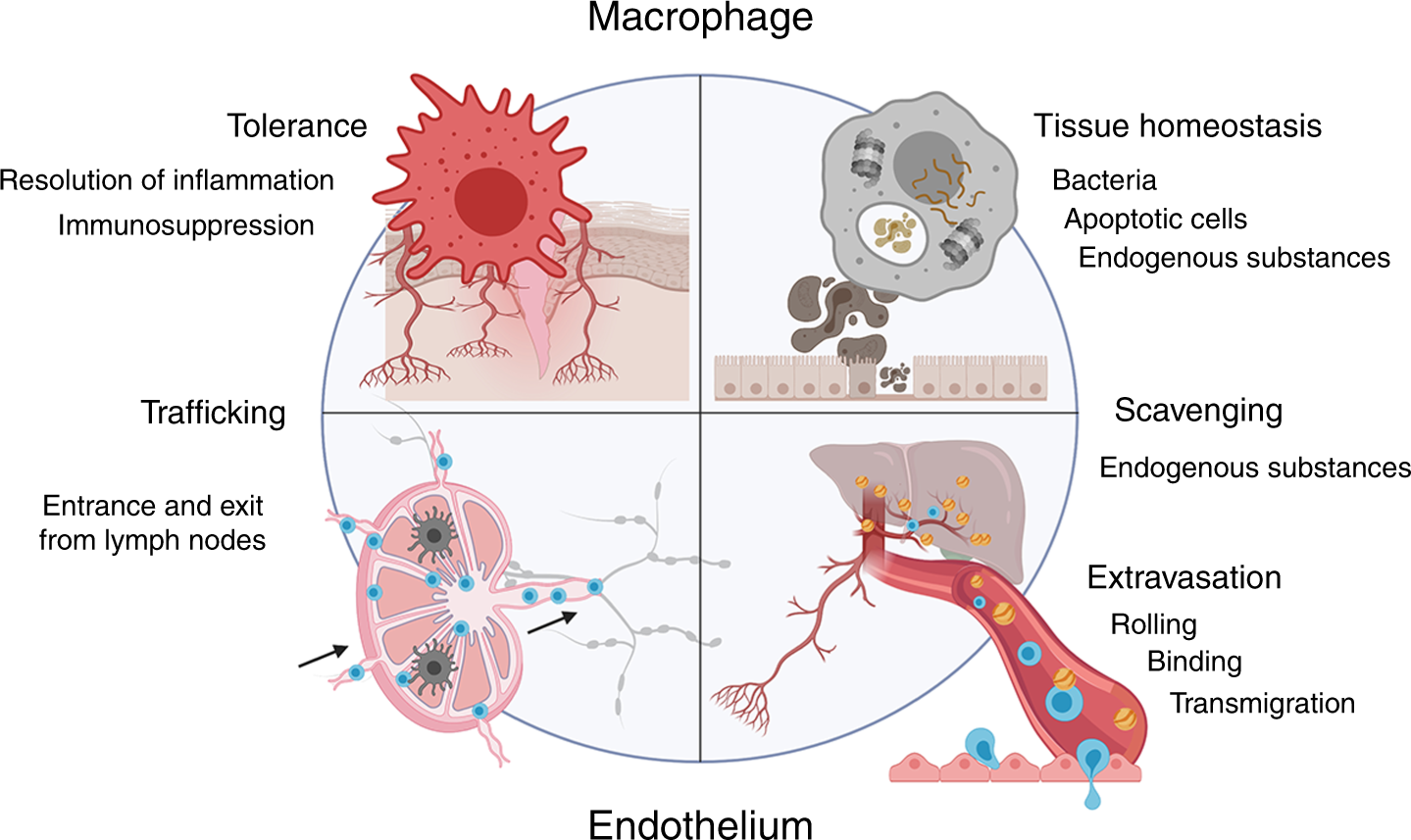 New Tools To Prevent Cancer Growth And Spread A Clever Approach British Journal Of Cancer