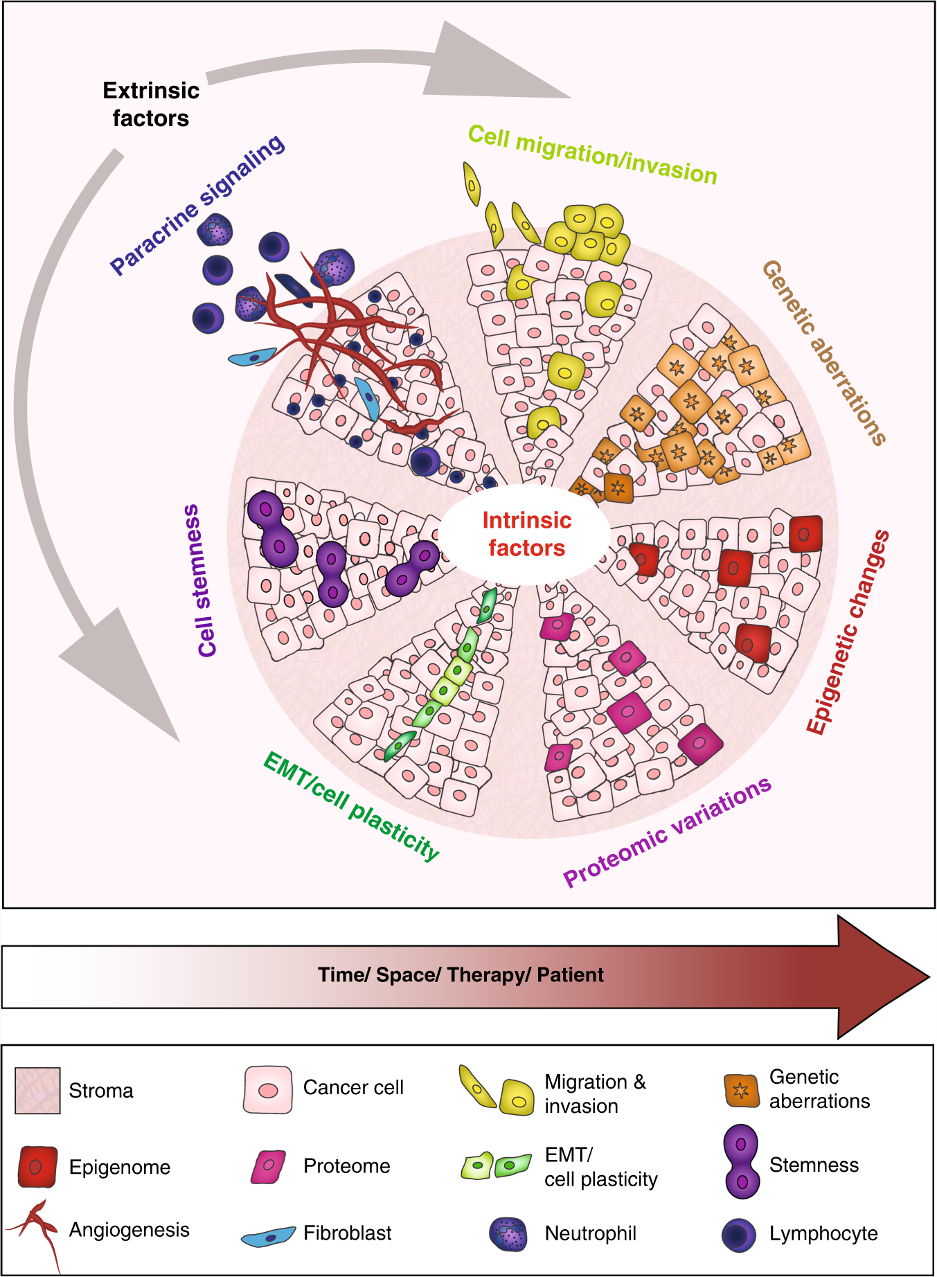 Breast cancer as an example of tumour heterogeneity and tumour cell  plasticity during malignant progression | British Journal of Cancer