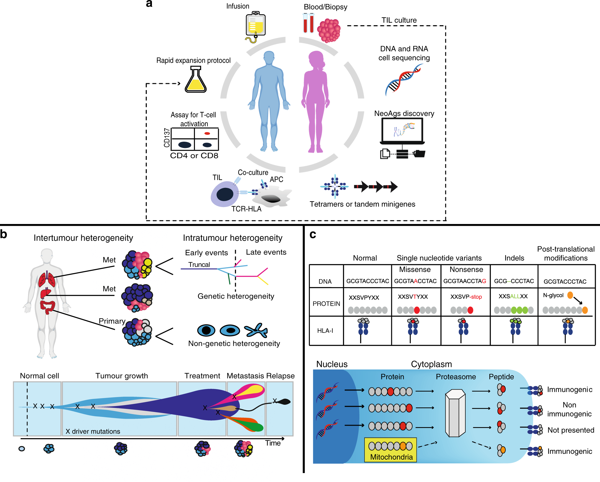 Promises and challenges of adoptive T-cell therapies for solid tumours |  British Journal of Cancer