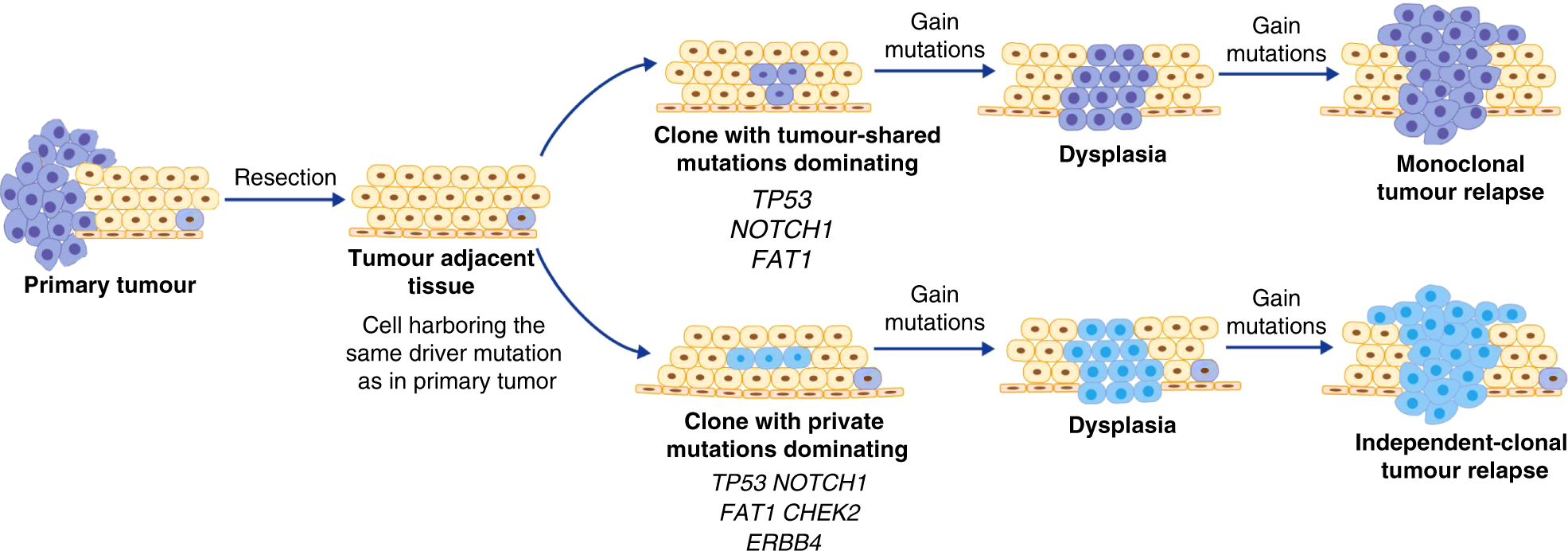 Fig. 6: TATs adopt two mechanisms to undergo the premalignant transformation and contribute to relapse.