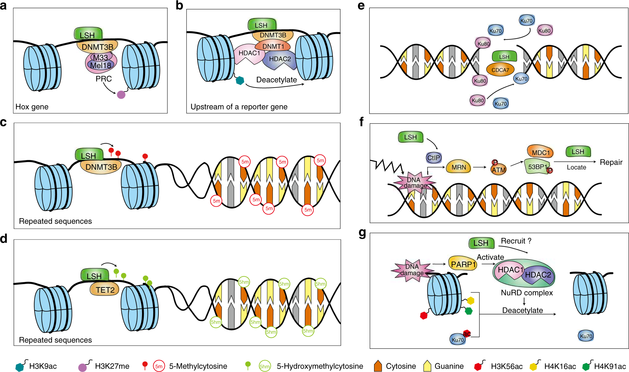 Lymphoid Specific Helicase In Epigenetics Dna Repair And Cancer British Journal Of Cancer Lymphoid Specific Helicase In Epigenetics Dna Repair And Cancer British Journal Of Cancer
