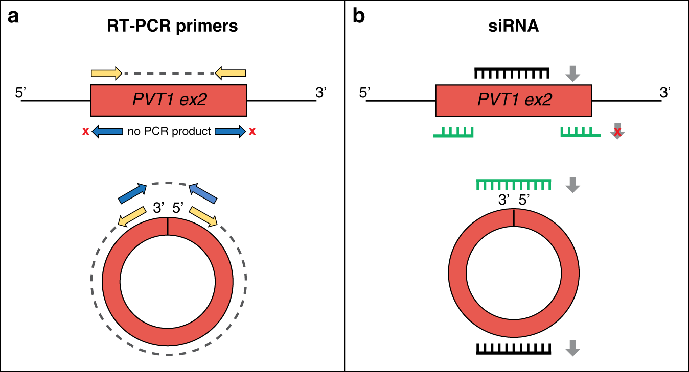 Fig. 3: Technical challenges in PVT1 transcript quantification and silencing assays.
