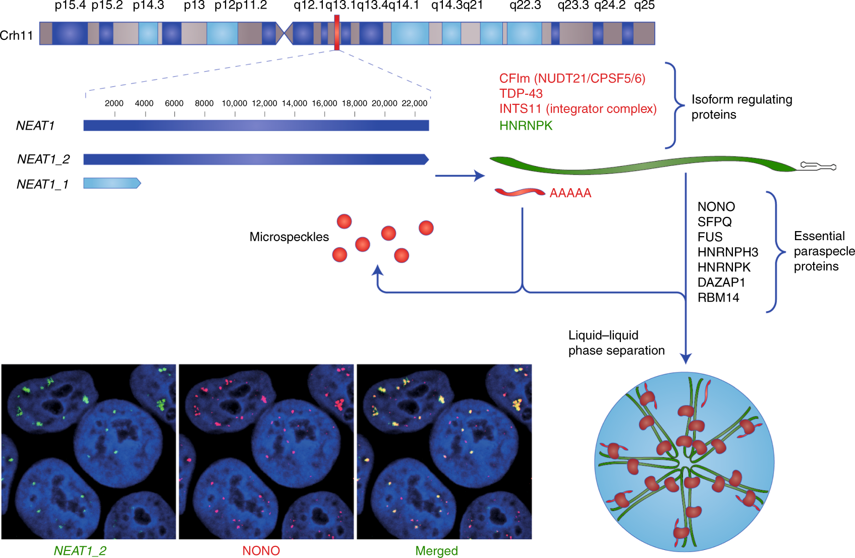 Expression and functions of long non-coding RNA NEAT1 and isoforms in  breast cancer | British Journal of Cancer