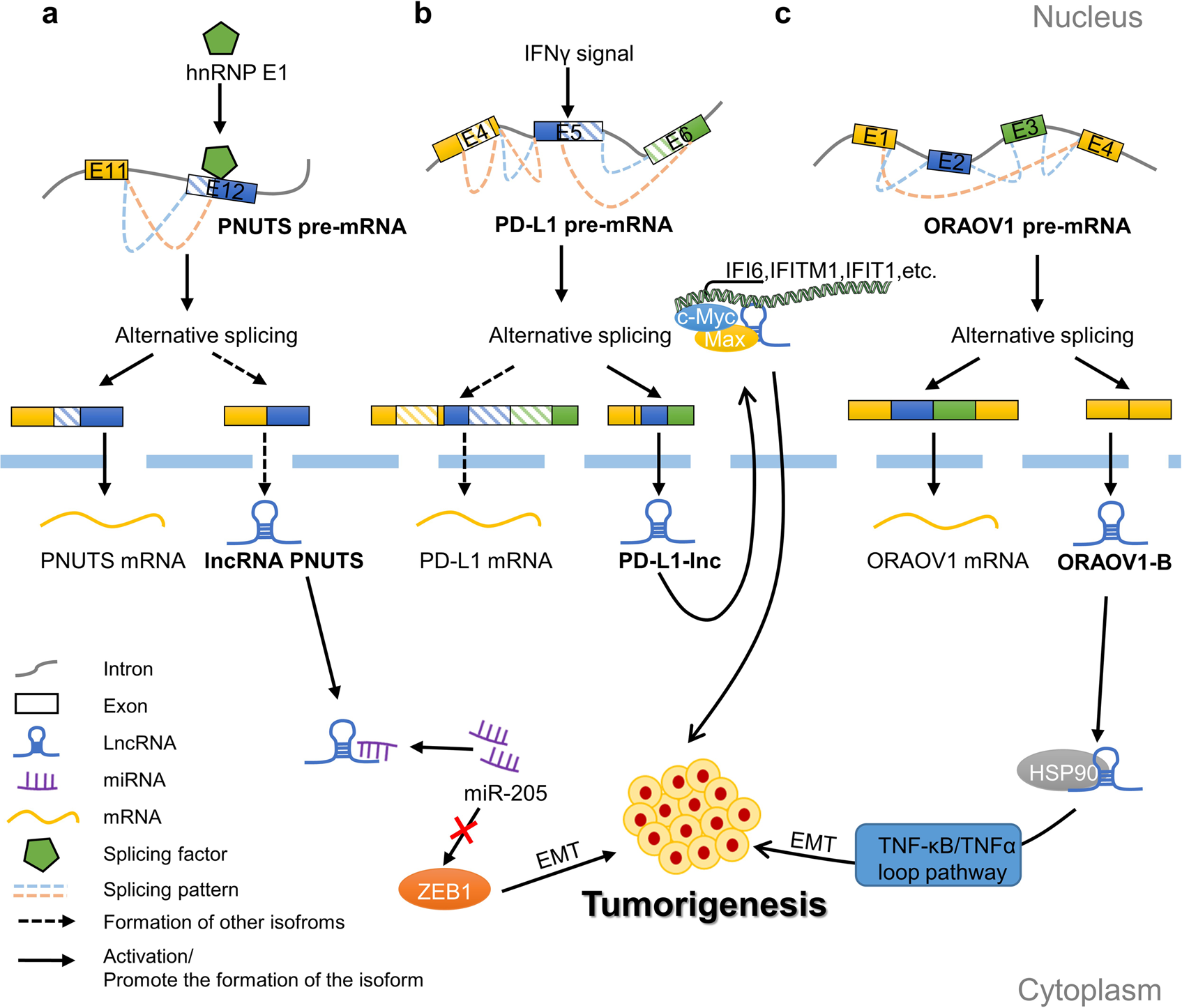 The role played by alternative splicing in antigenic variability in