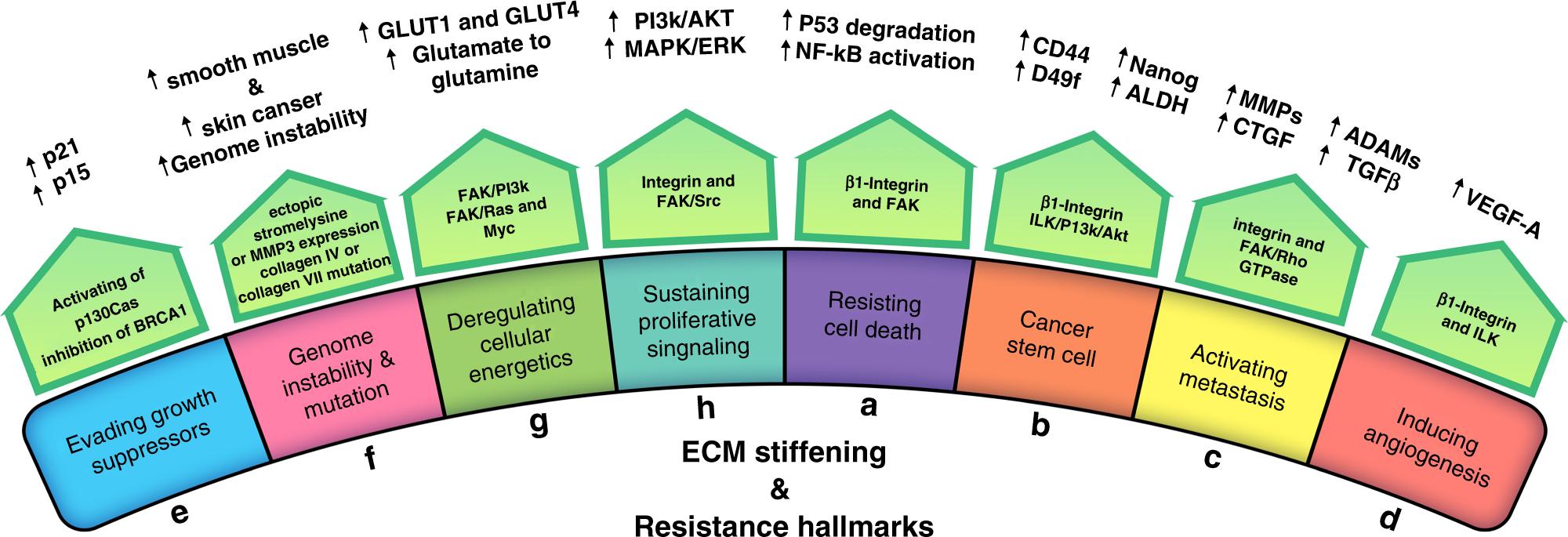 Matrix stiffening and acquired resistance to chemotherapy: concepts and  clinical significance | British Journal of Cancer
