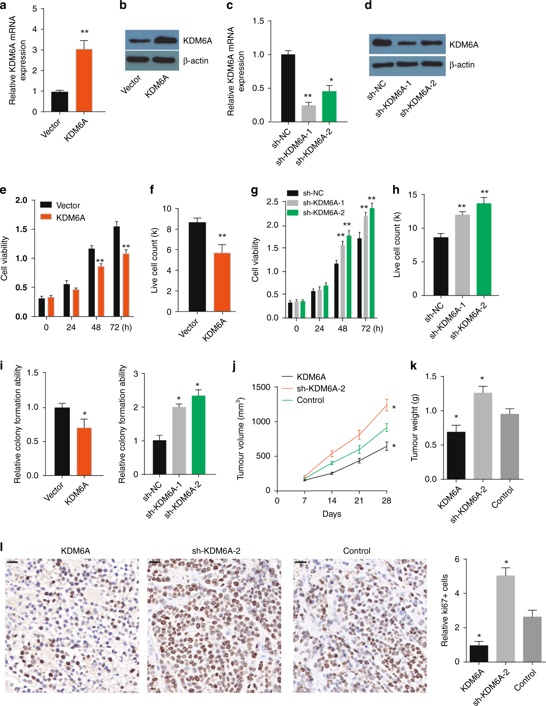 The KDM6A-SPARCL1 axis blocks metastasis and regulates the tumour  microenvironment of gastrointestinal stromal tumours by inhibiting the  nuclear translocation of p65 | British Journal of Cancer